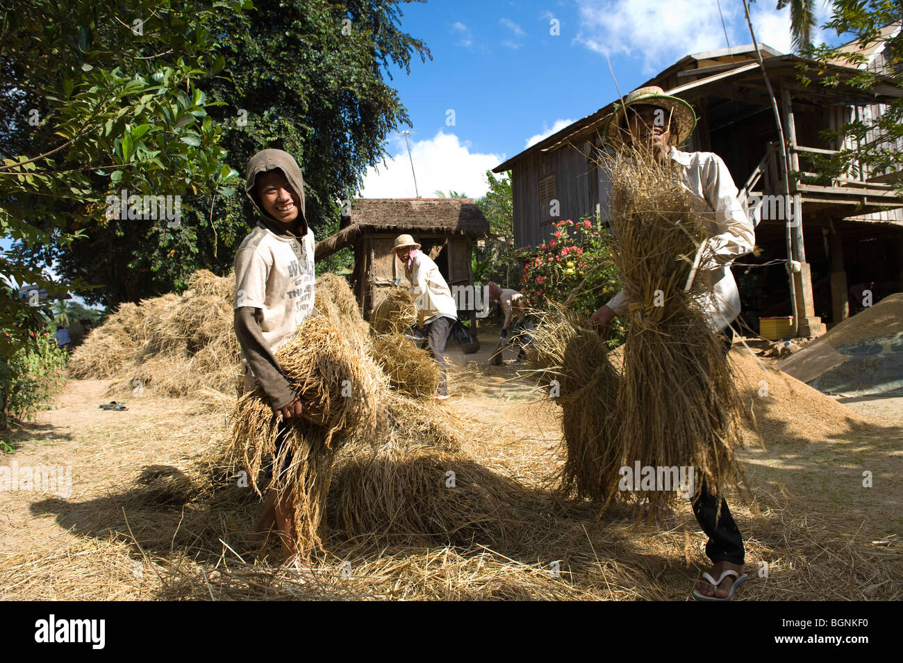 Cambodian family in rice hires stock photography and images Alamy