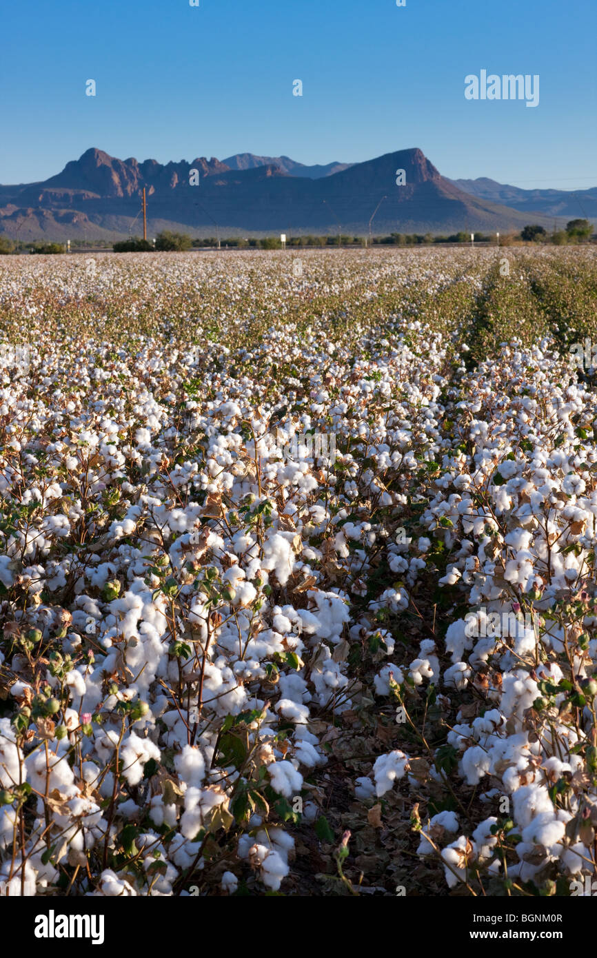 Cotton field hires stock photography and images Alamy