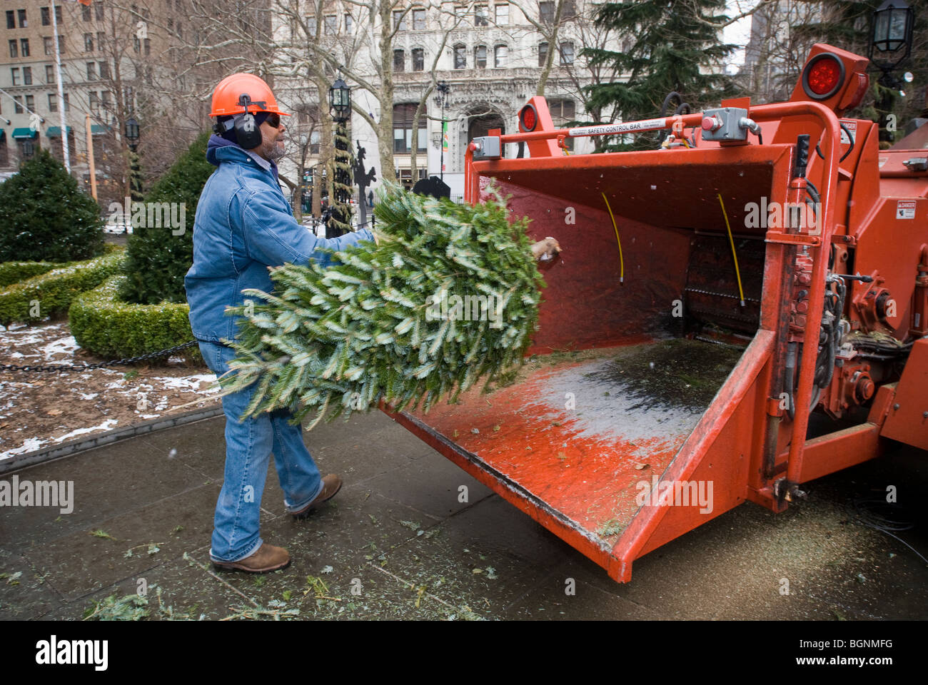 Workers for the New York Dept. of Parks and Recreation throw discarded Christmas trees into an