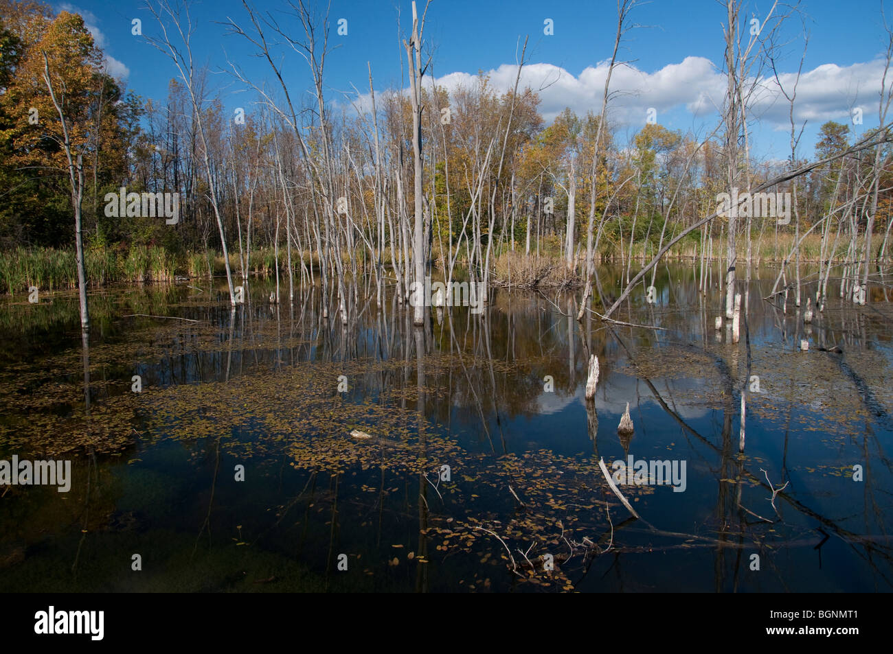 A view of a marsh on Ile Bizard Stock Photo Alamy