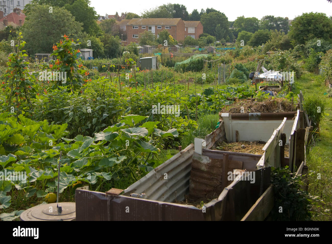 Allotment plots showing compost bins, in the foreground, runner beans