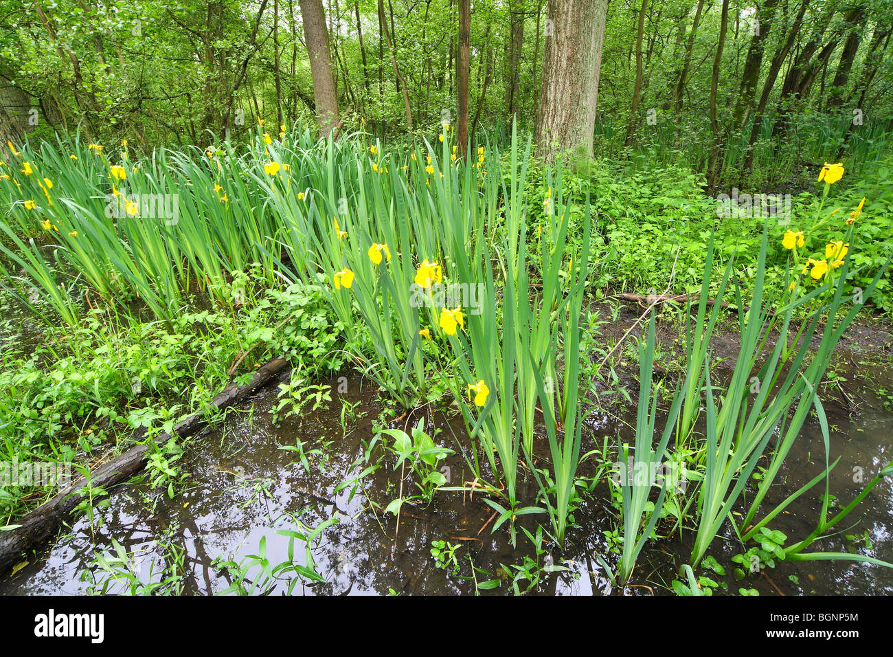 Flowering Yellow iris / Yellow flag iris (Iris pseudacorus) in brook forest, Belgium Stock Photo