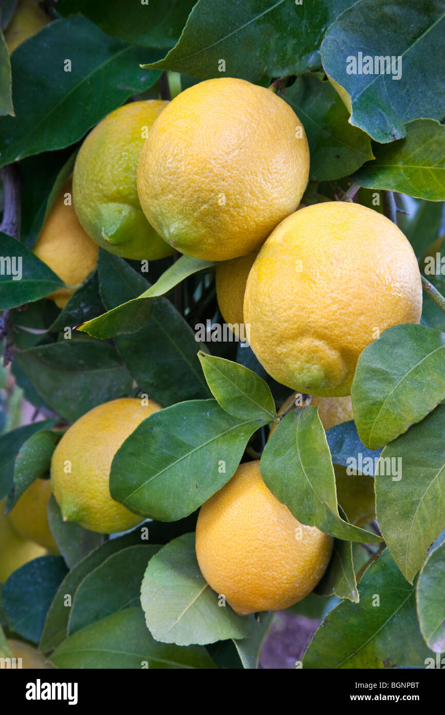 Mature Lemons,  branch. Stock Photo