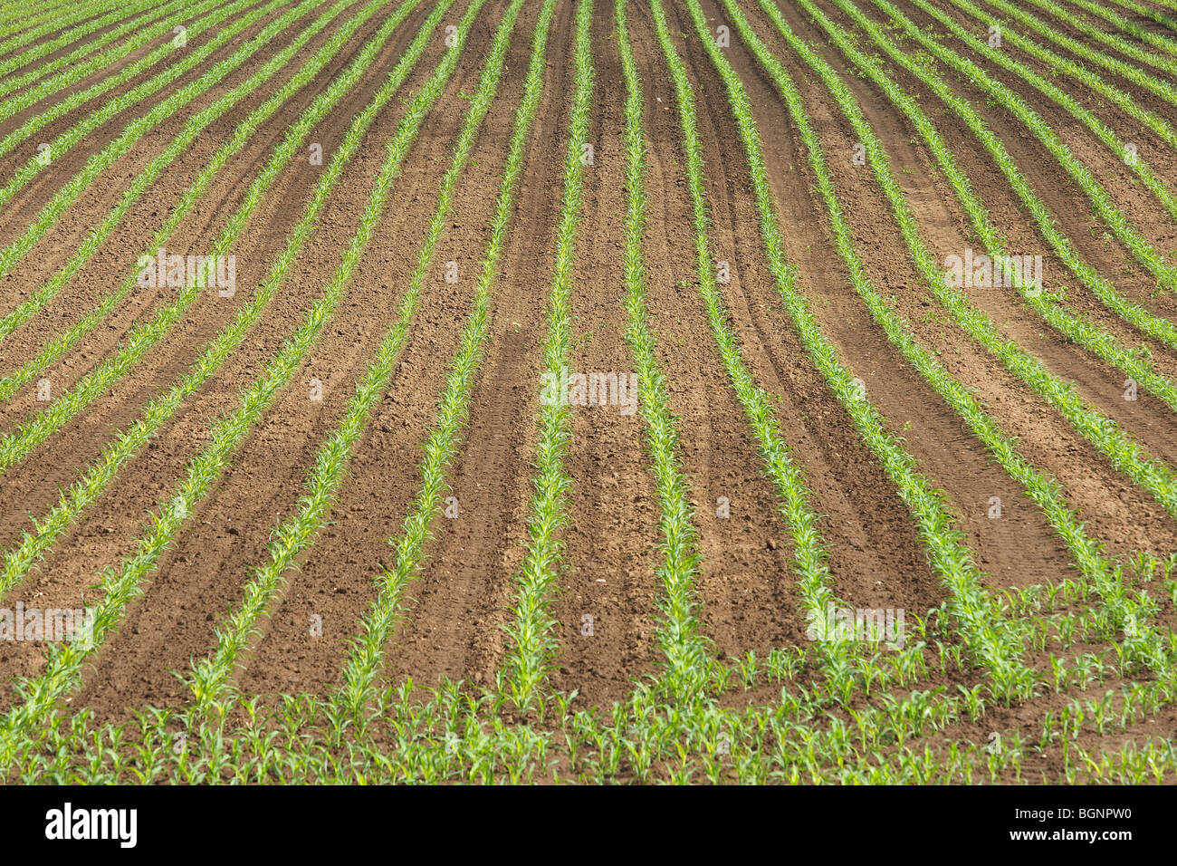 Maize / Corn field (Zea mays), Belgium Stock Photo