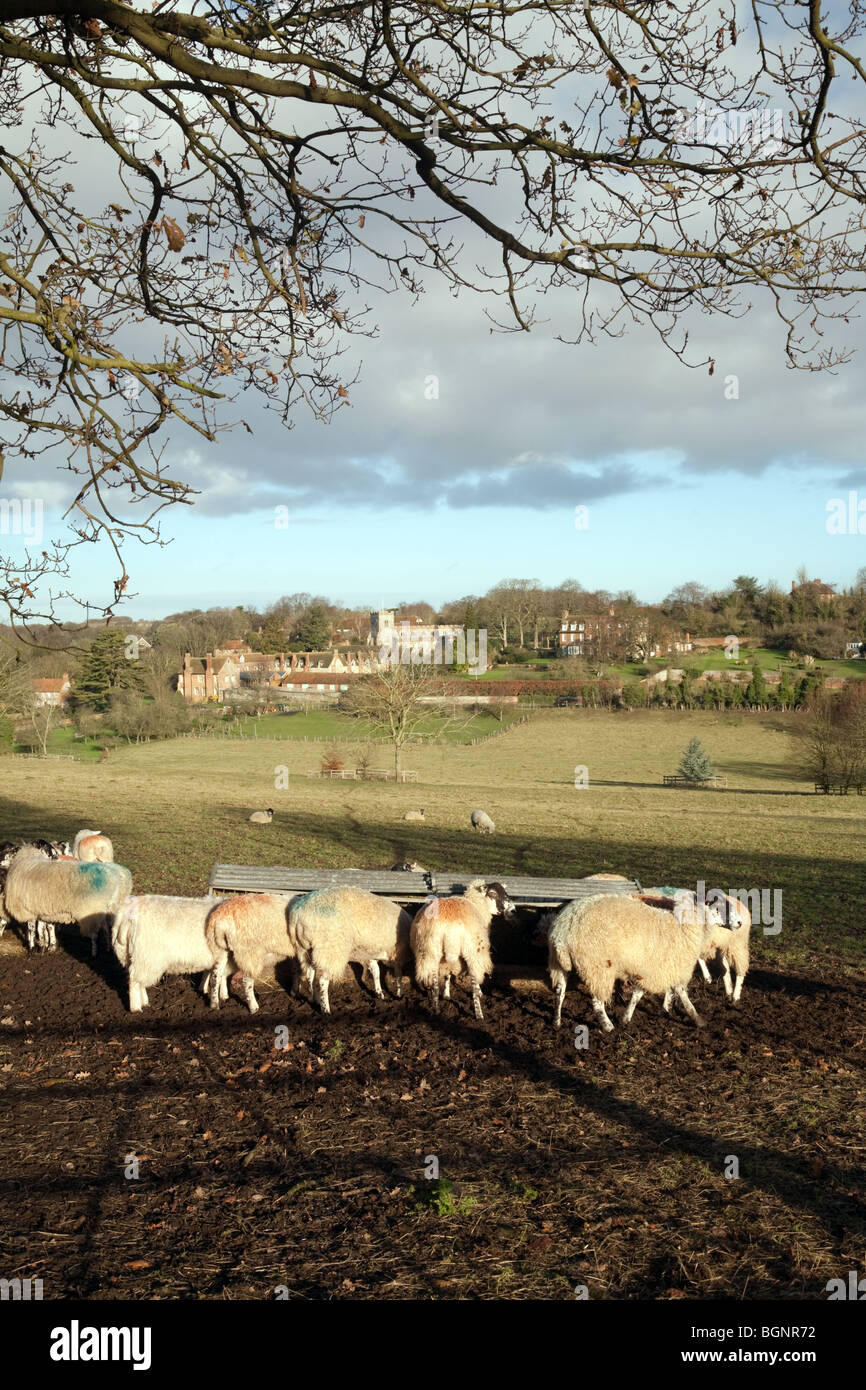 A sheep farm in the village of Ewelme, example of farm UK