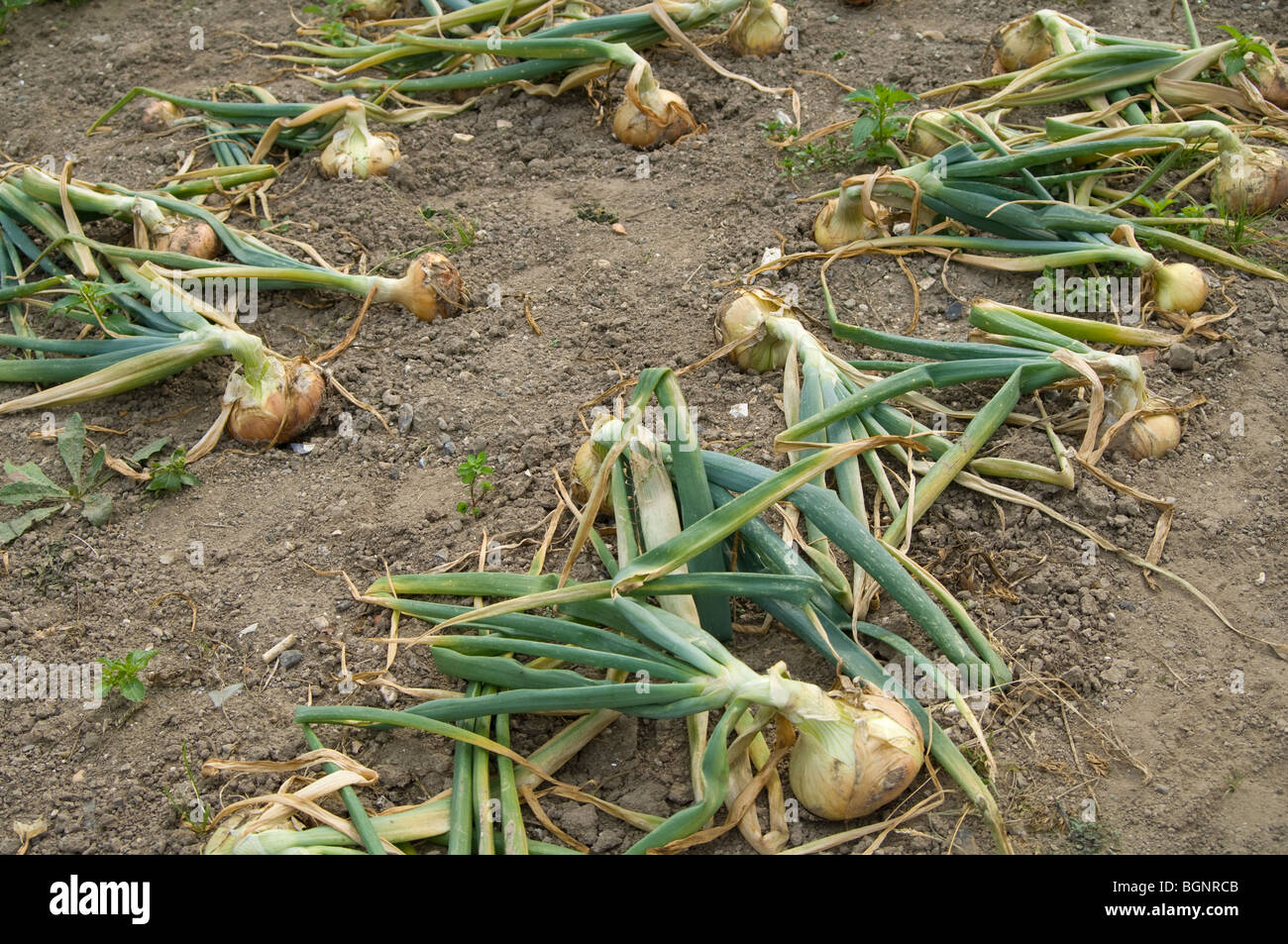 Allium bulb lift hi-res stock photography and images - Alamy