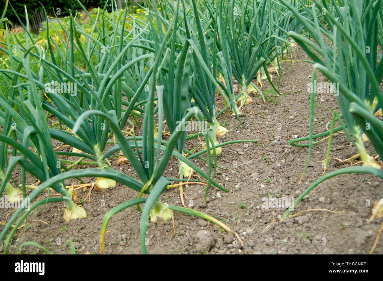 Allium bulb lift hi-res stock photography and images - Alamy