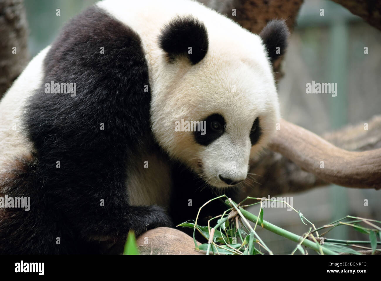 Panda Stock Photo - Alamy