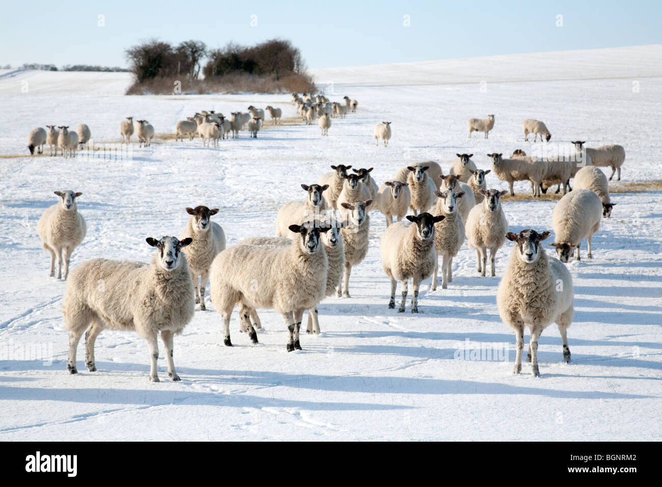 Winter landscape UK; Sheep UK; Sheep grazing in the snow on a sheep farm in winter, near Newmarket, Suffolk, UK Stock Photo
