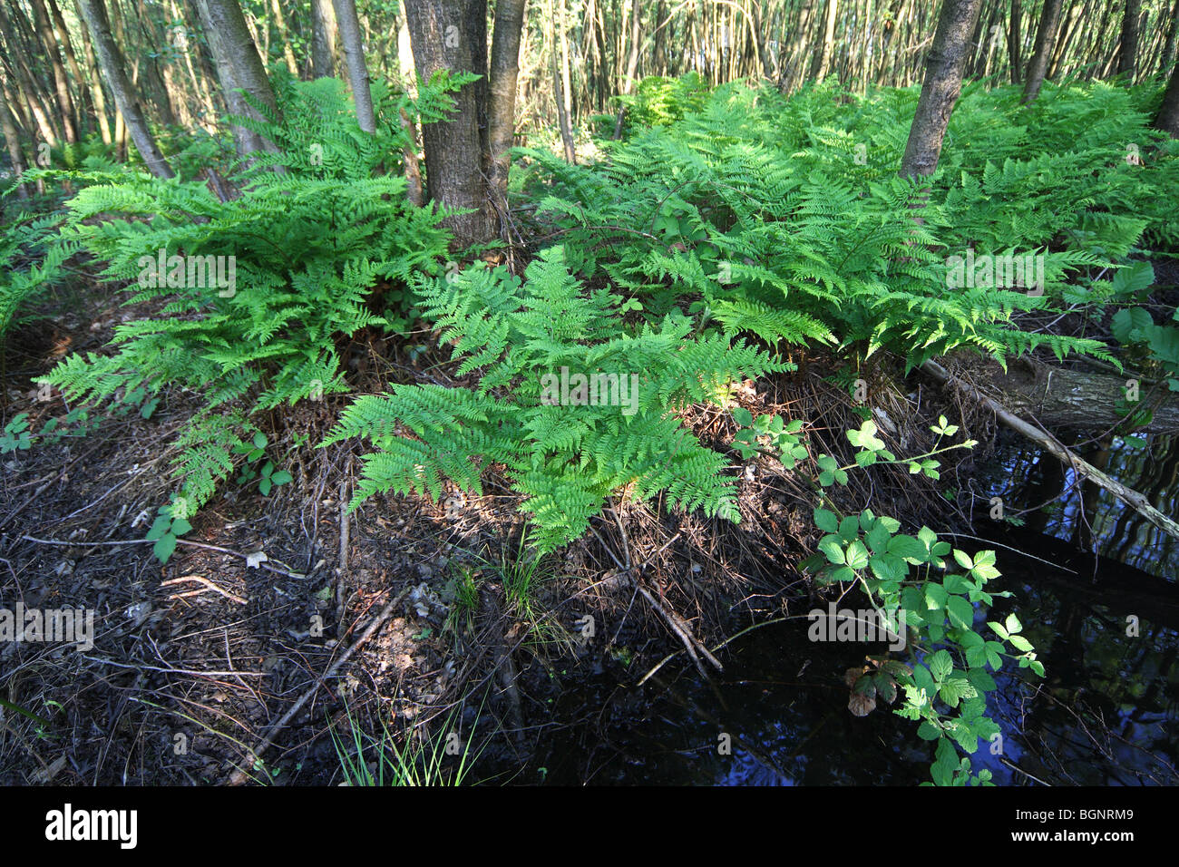 Bracken (Pteridium aquilinum) in brook forest, Stropersbos, Belgium Stock Photo