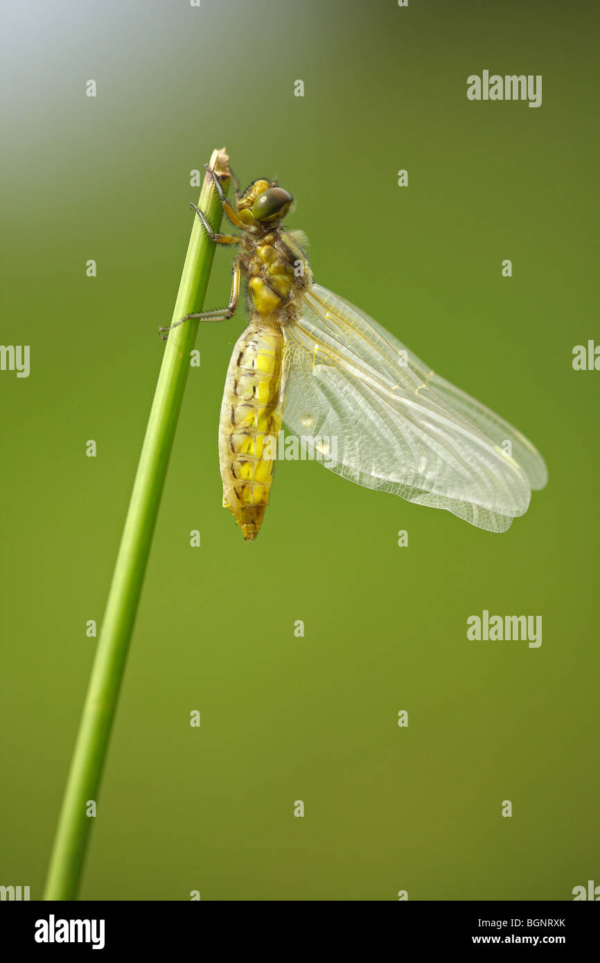 Emerged Broad-bodied chaser dragonfly (Libellula depressa), Gaume, Belgium Stock Photo