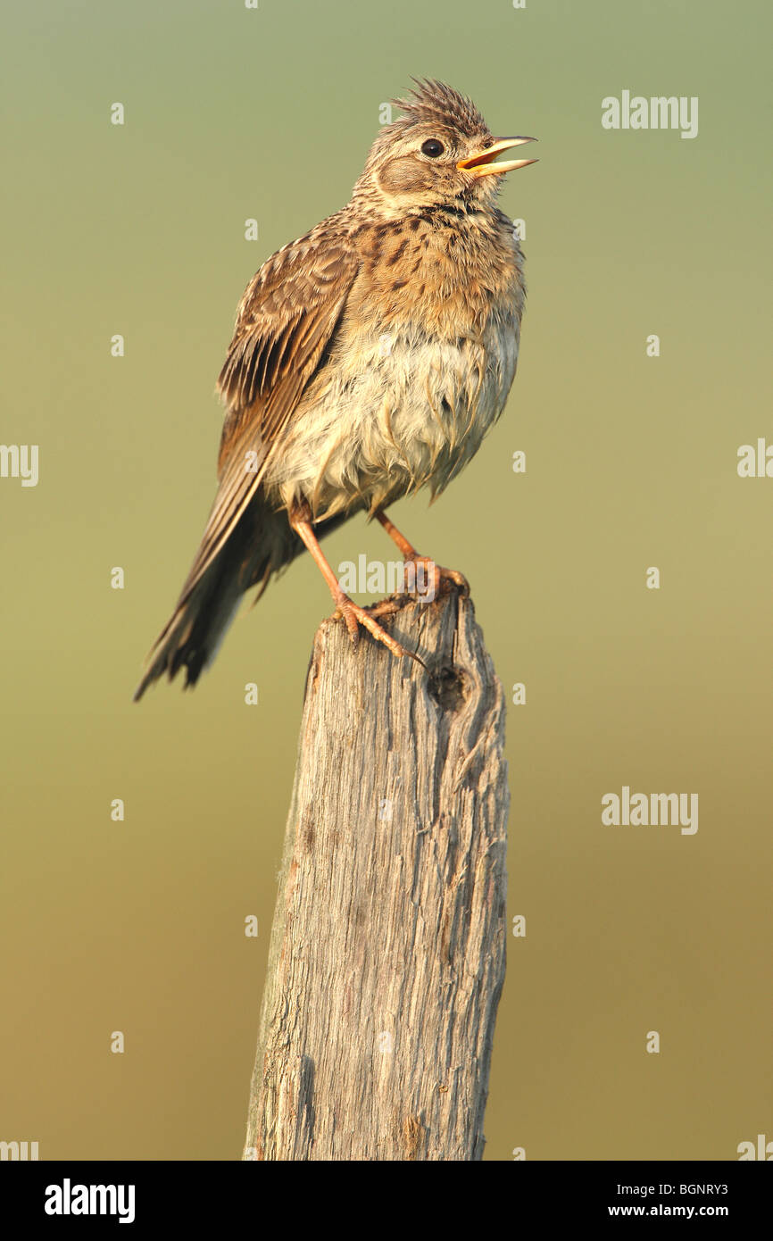 Eurasian Skylark (Alauda arvensis) singing from fence pole along field Stock Photo