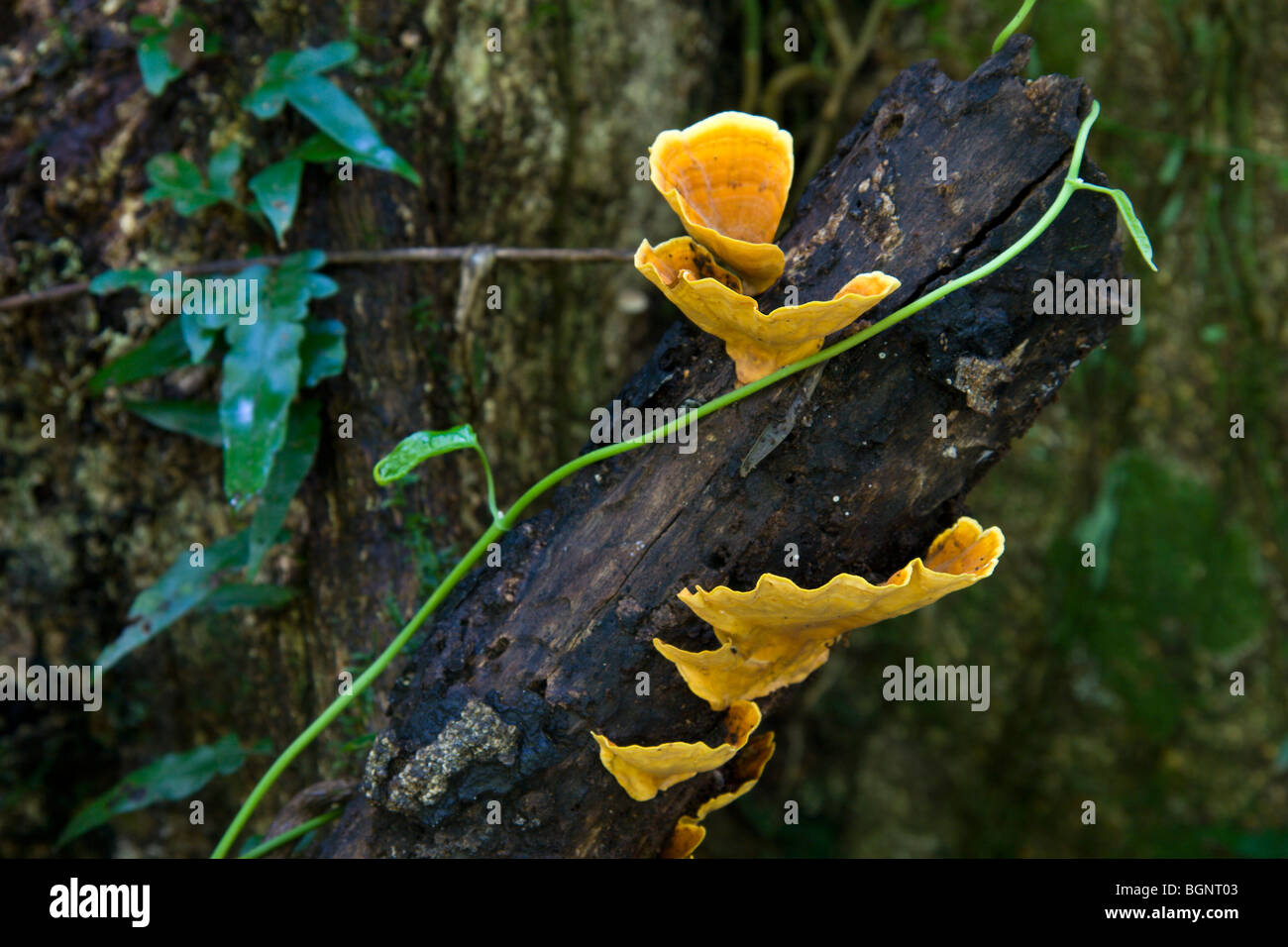 Orange bracket fungi in the Australian rainforest. Blurred background. Stock Photo