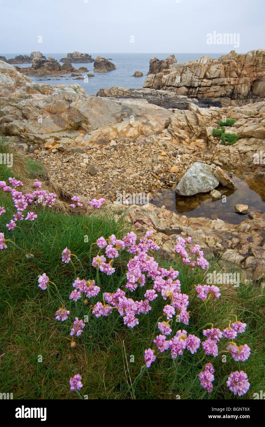 Thrift / Sea pink (Armeria maritima) at Plougrescant, Brittany, France Stock Photo