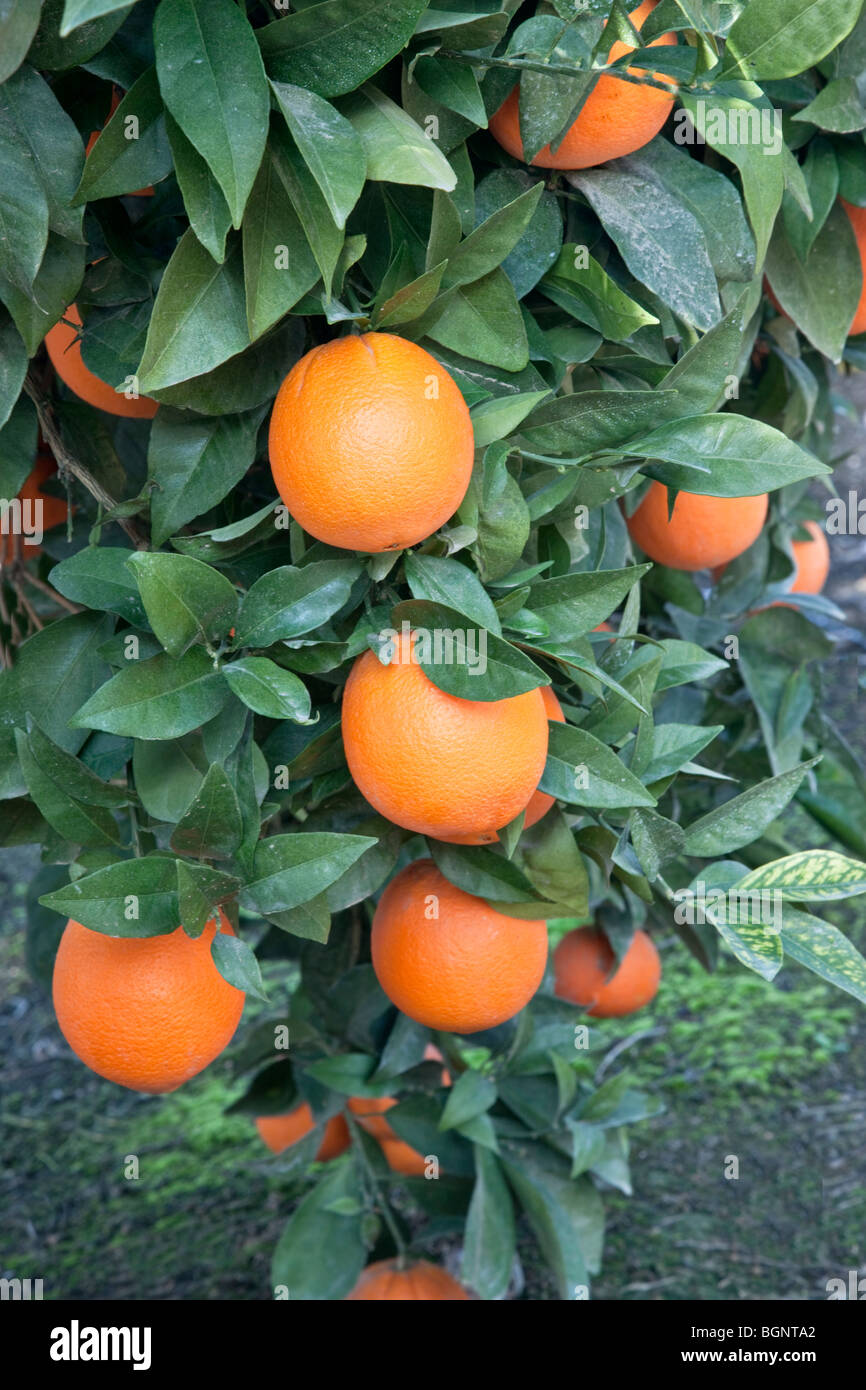 Red navel orange grove hires stock photography and images Alamy