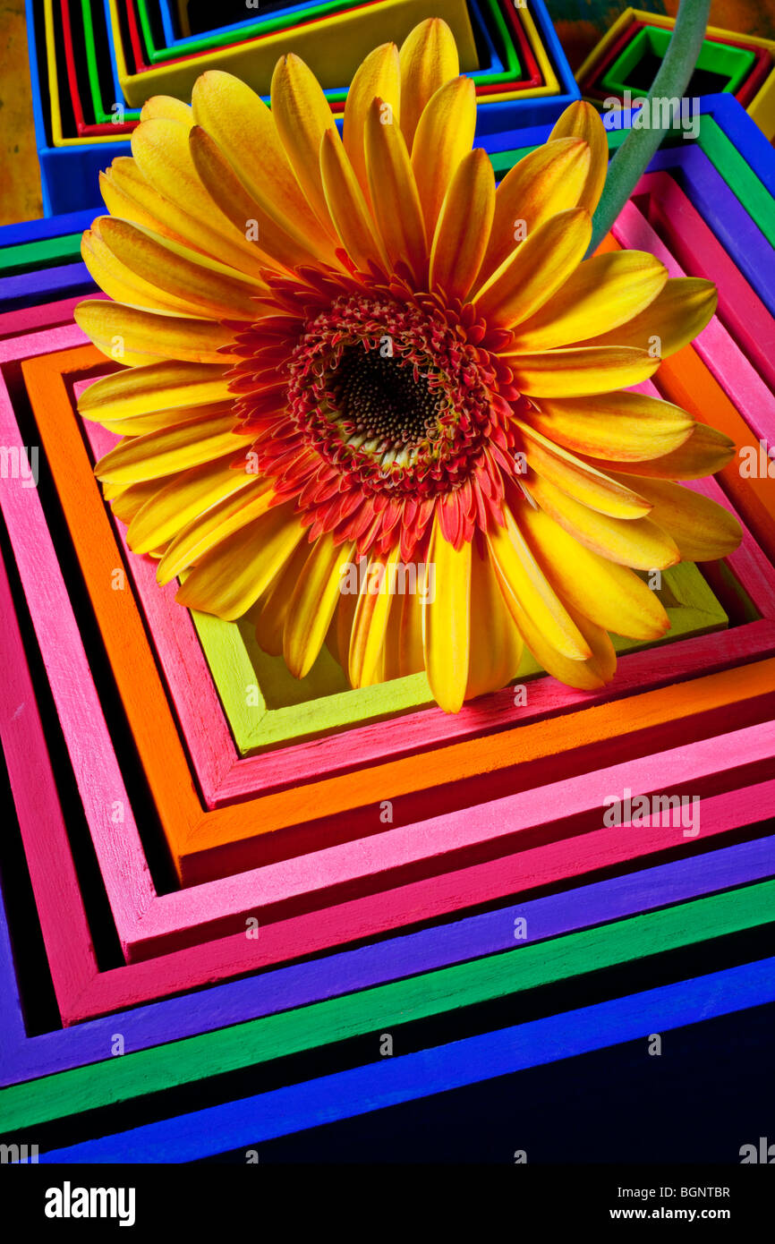 Gerbera daisy with boxes Stock Photo Alamy