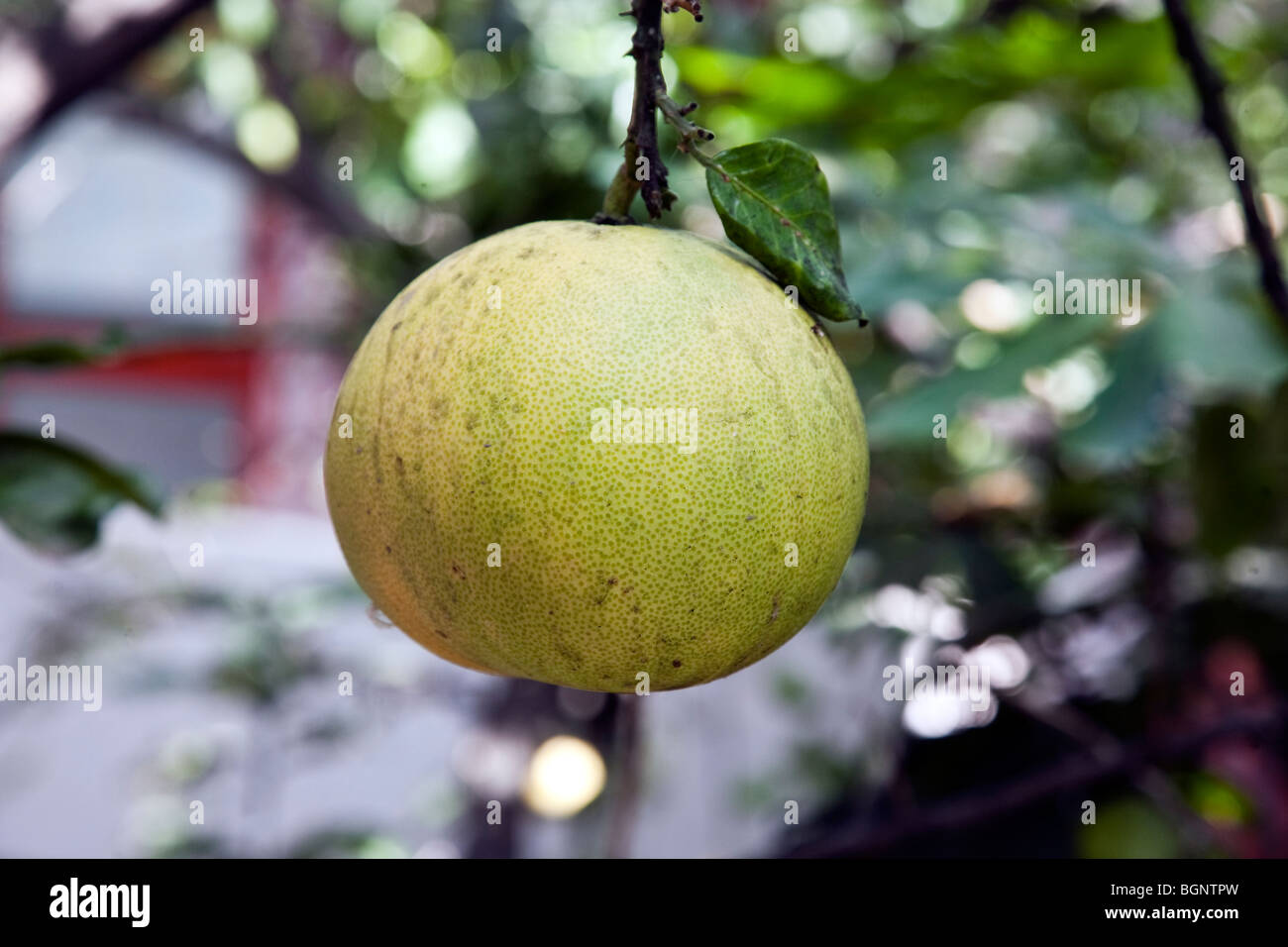 grapefruit hanging from an old grapefruit tree in a shady Oaxaca City