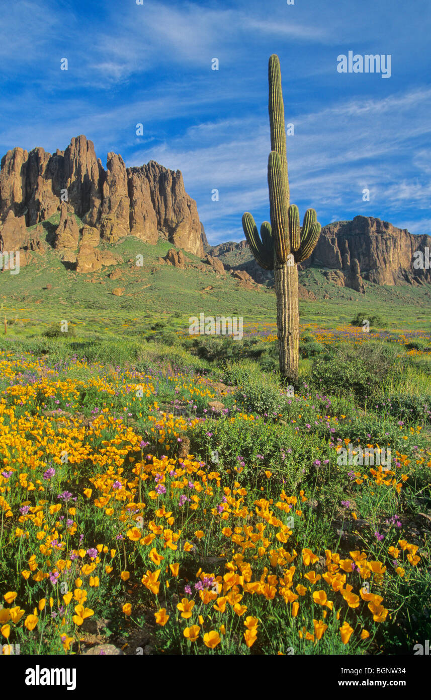 Sonoran Desert in Spring 1998 with many Spring wildflowers after a very wet winter, Arizona, compare to dry year image# BGNW4C Stock Photo