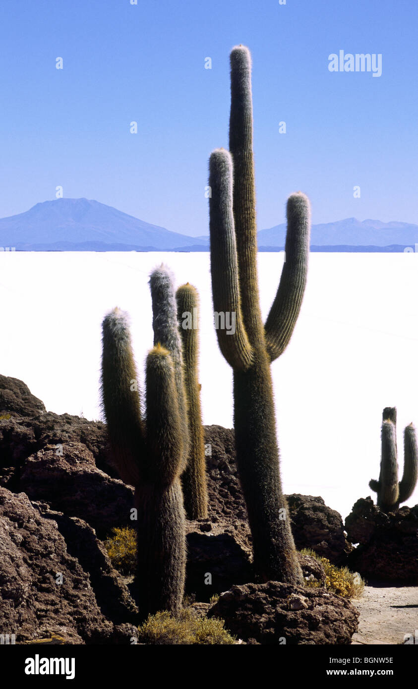 Cactus .Isla de Los Pescadores, Salar de Uyuni, Bolivia. Stock Photo