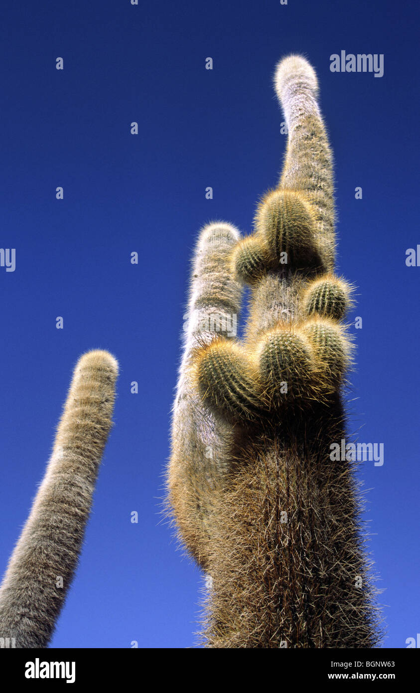Cactus .Isla de Los Pescadores, Salar de Uyuni, Bolivia. Stock Photo