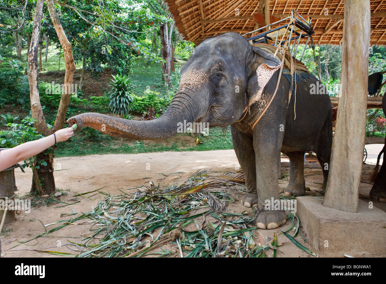 People feeding elephant Stock Photo Alamy