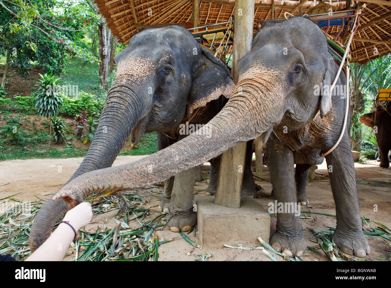 People feeding elephants Stock Photo Alamy