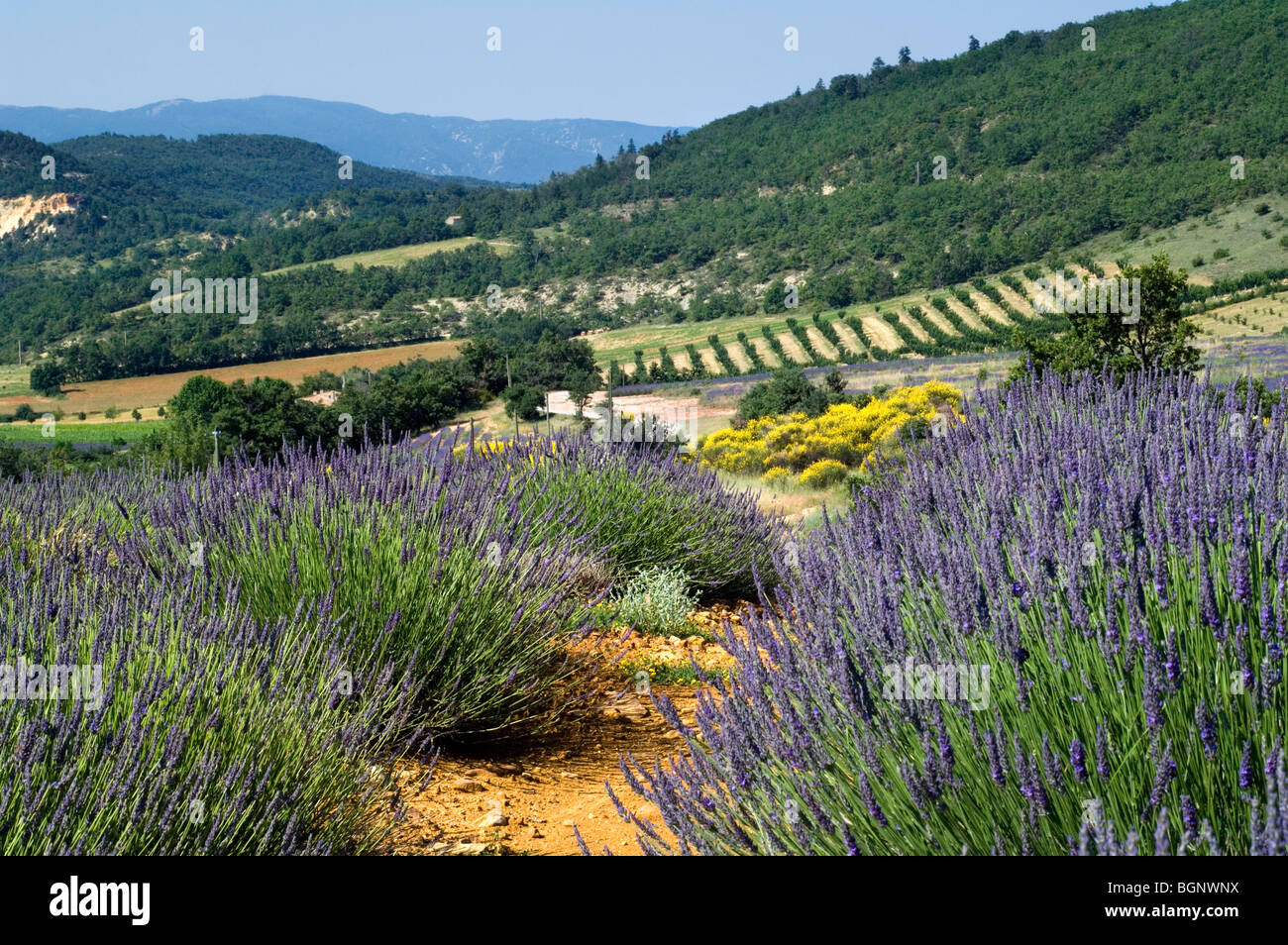 Lavender field (Lavandula angustifolia) flowering in rows in summer in the Provence, France Stock Photo