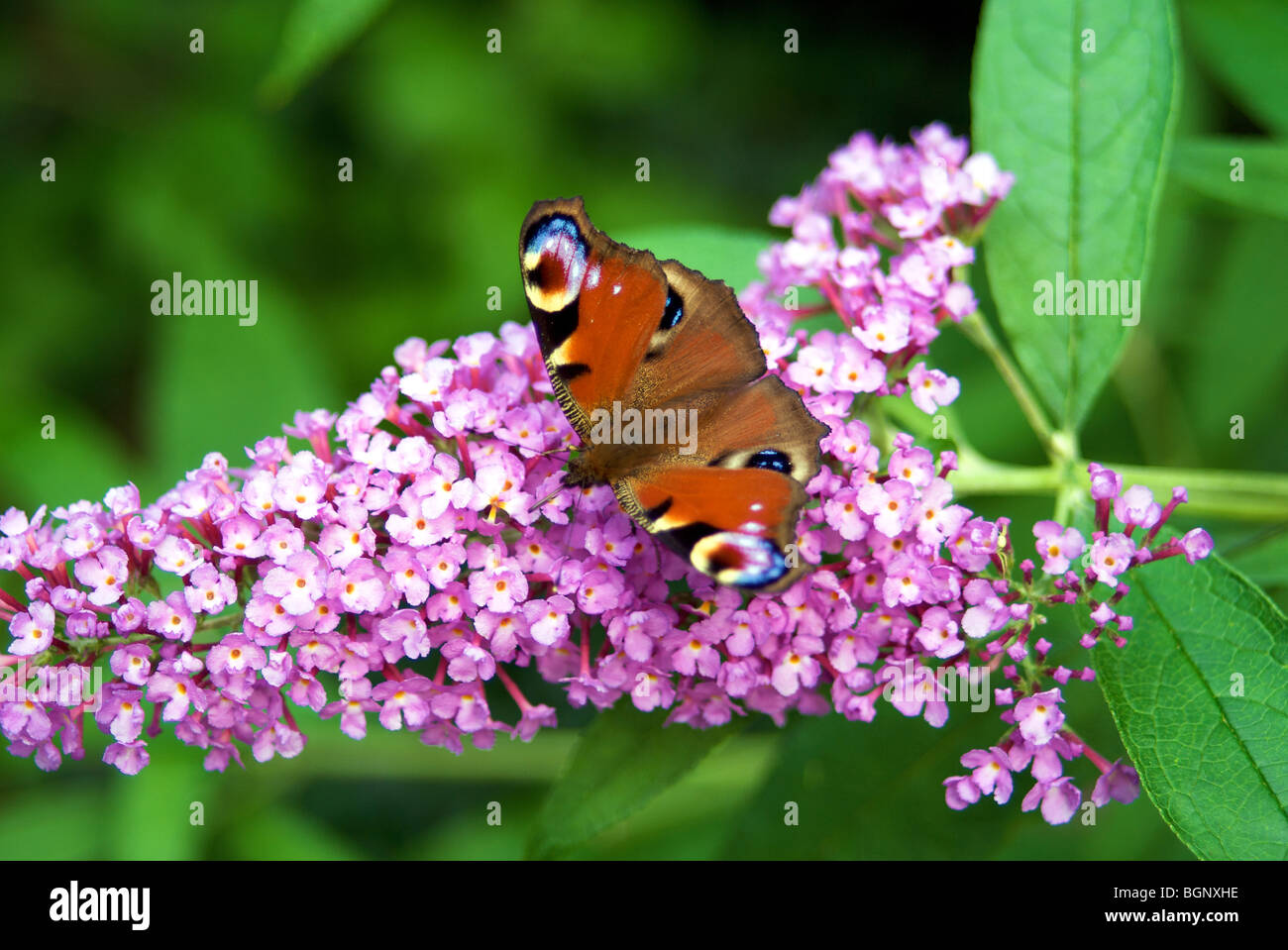 Peacock butterfly on buddleia Stock Photo - Alamy
