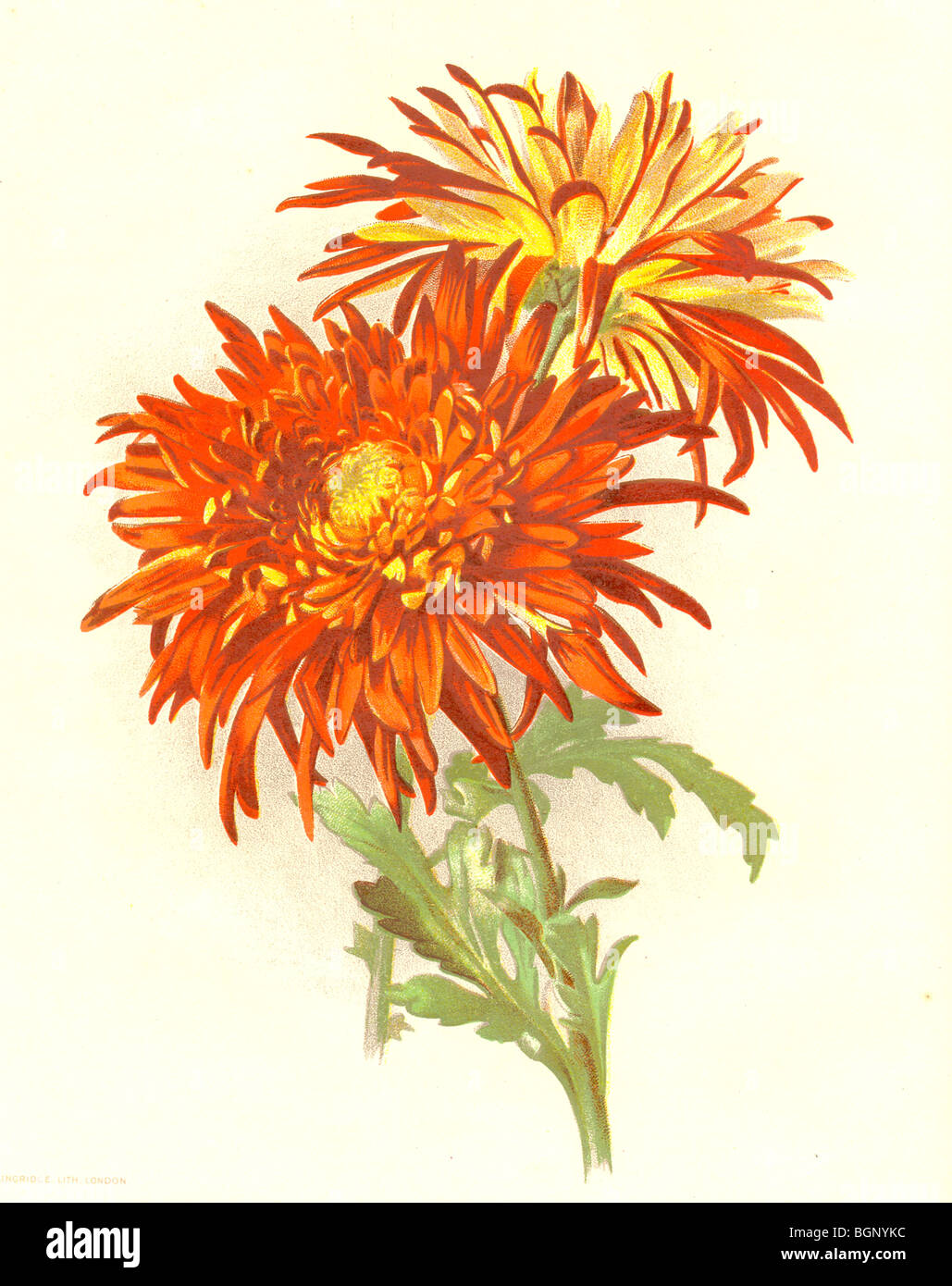Chrysanthemum orange double hi-res stock photography and images - Alamy