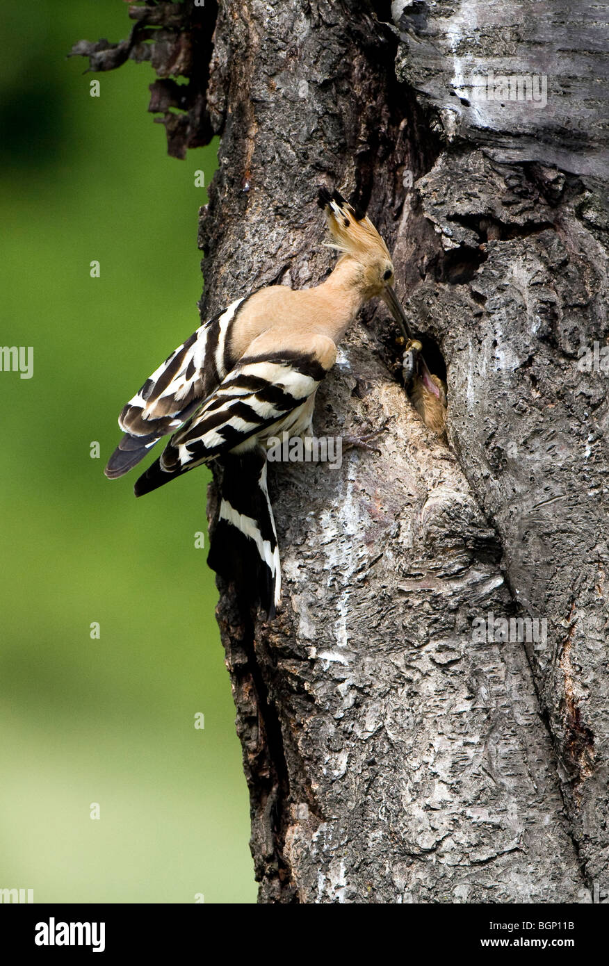 Eurasian Hoopoe (Upua epops) feeding chick at the nest Stock Photo