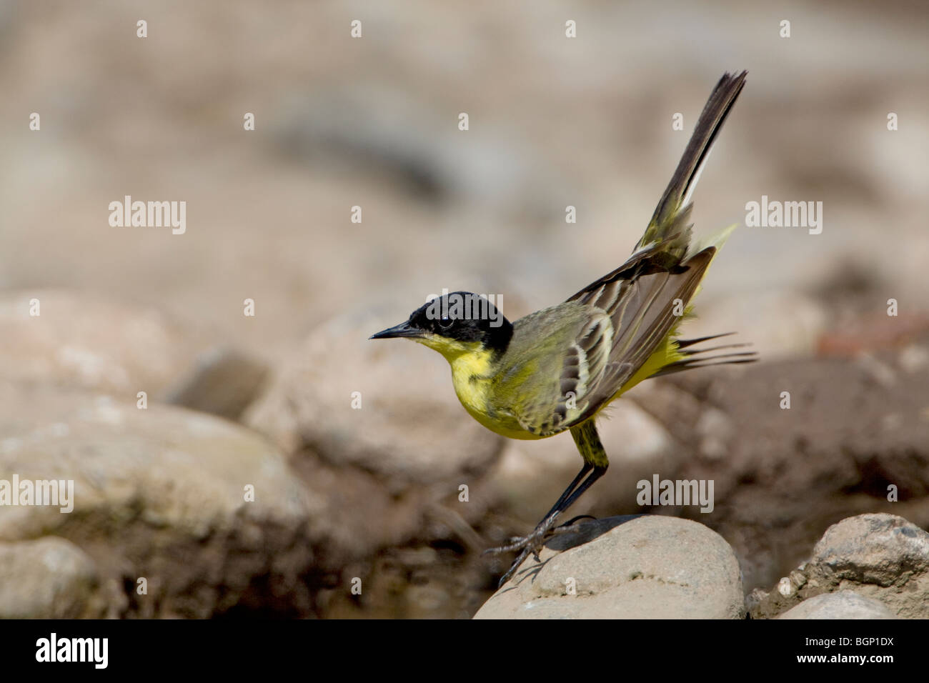 Black headed Yellow Wagtail (Motacilla flava feldegg) Stock Photo