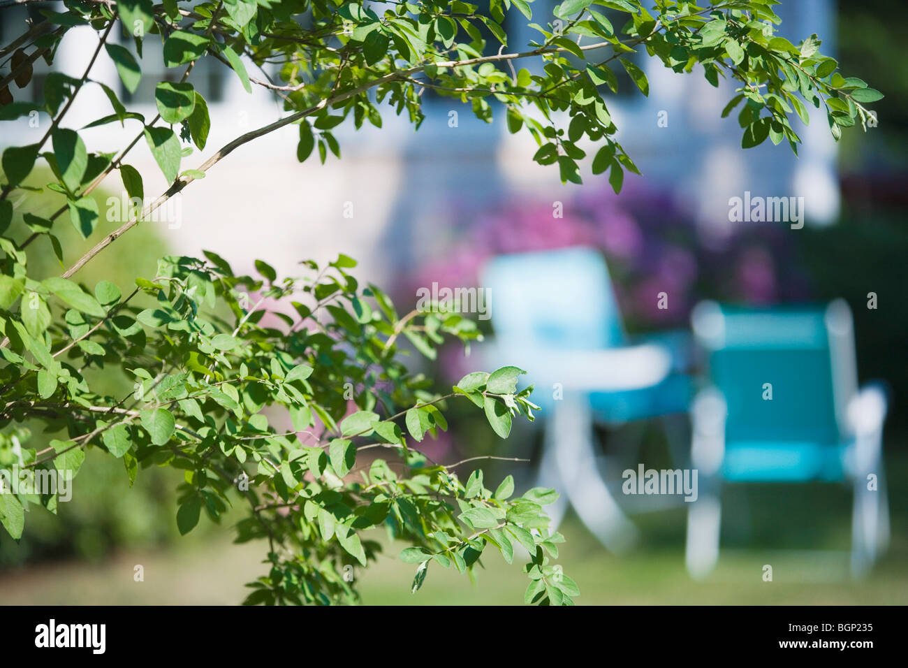 Close up tree branches hi-res stock photography and images - Alamy