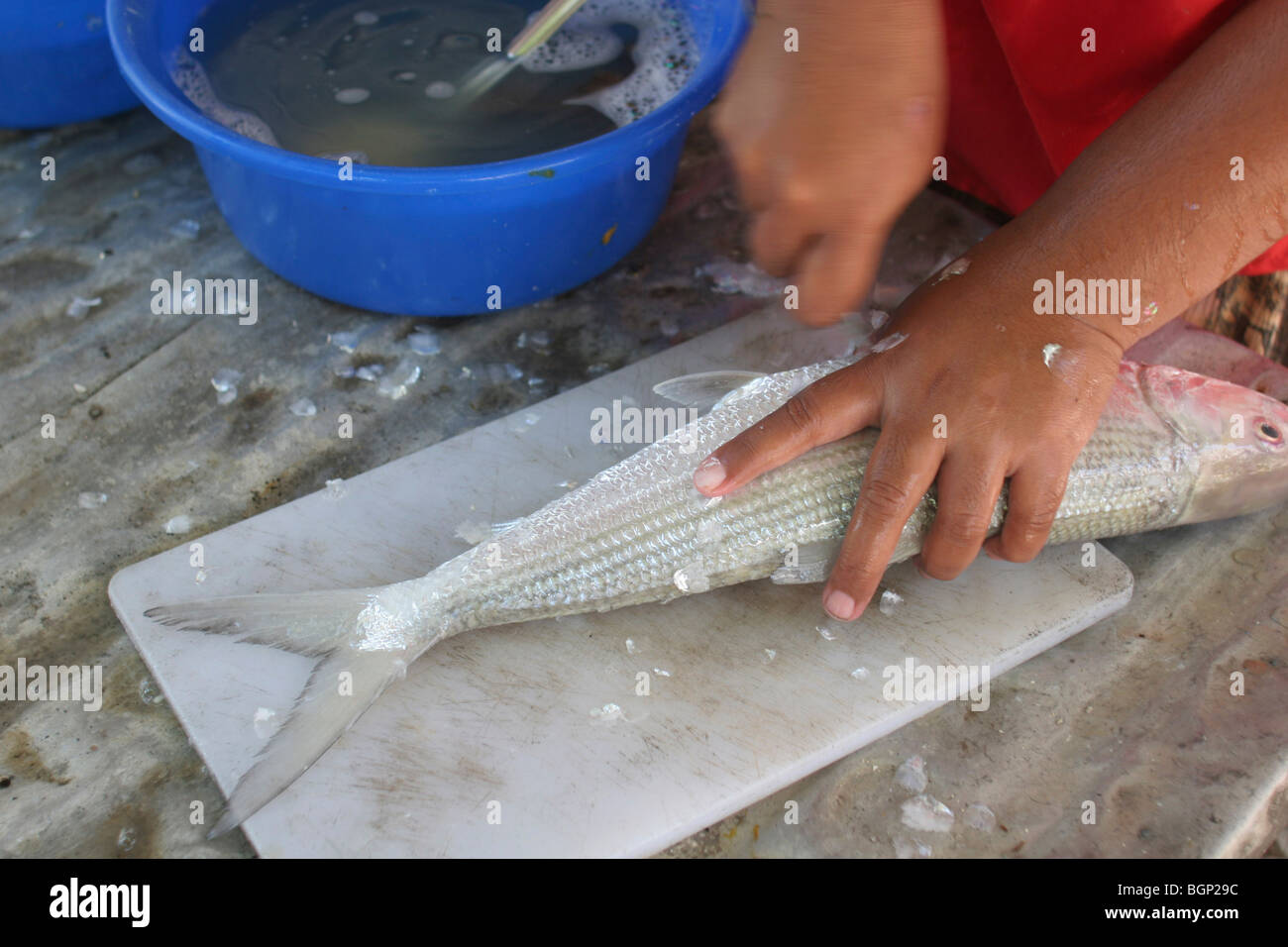 Scaling fish. Removing fish scales. Stock Photo