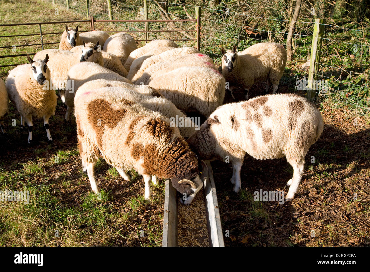 Sheep feeding from food trough in winter Stock Photo Alamy