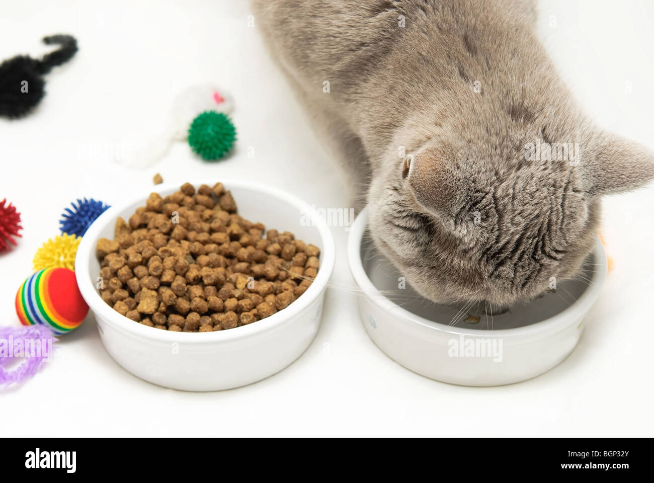 Можно кормить кошку разным кормом. Корм для котов в чашечке. Натуральное питание для животных. Миска с кормом для кошек британцев. Кошка поедающая сухой корм.