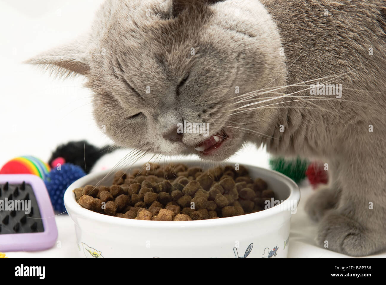 british cat eats from food cup Stock Photo