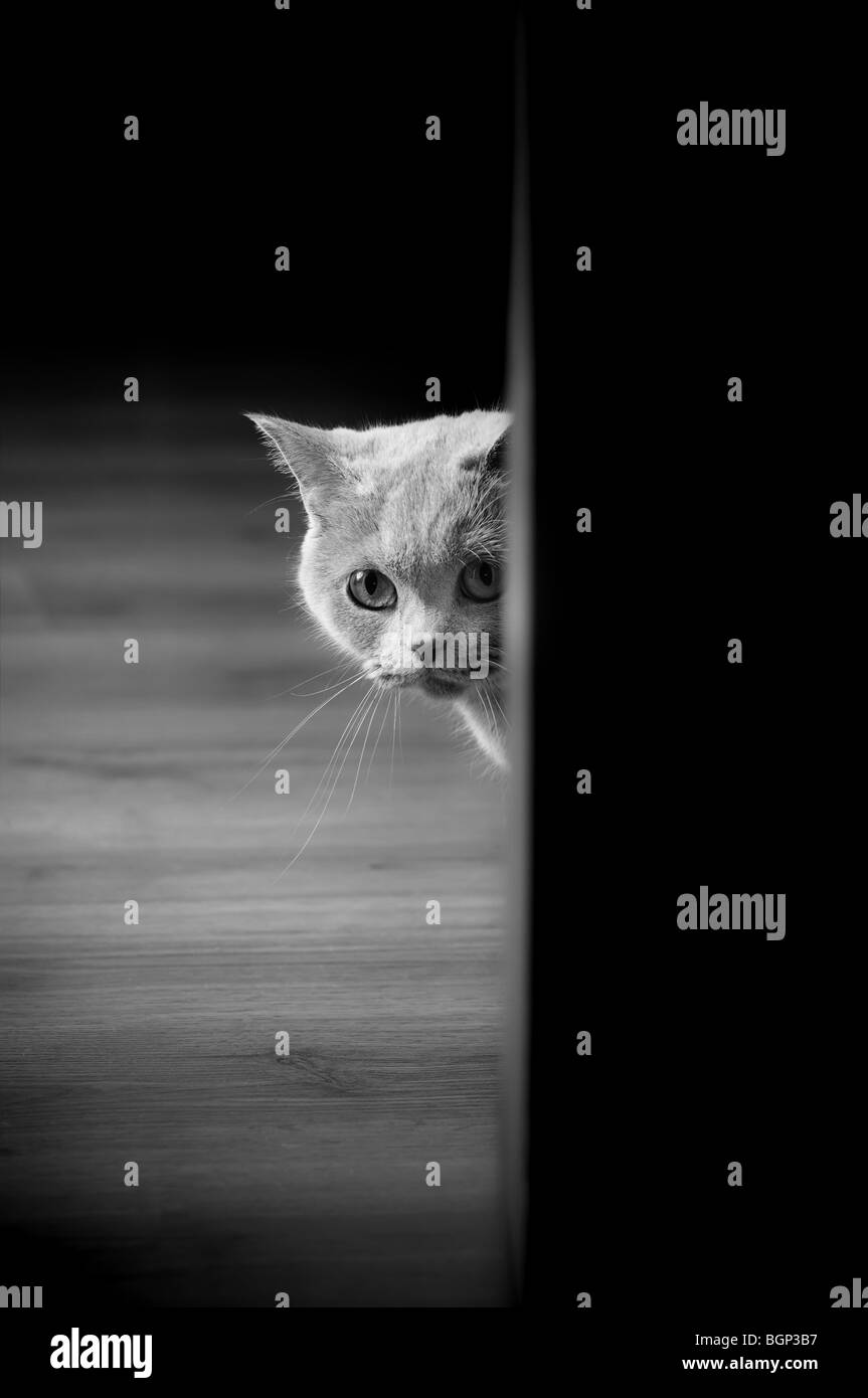 British cat playing hide and seek Stock Photo Alamy