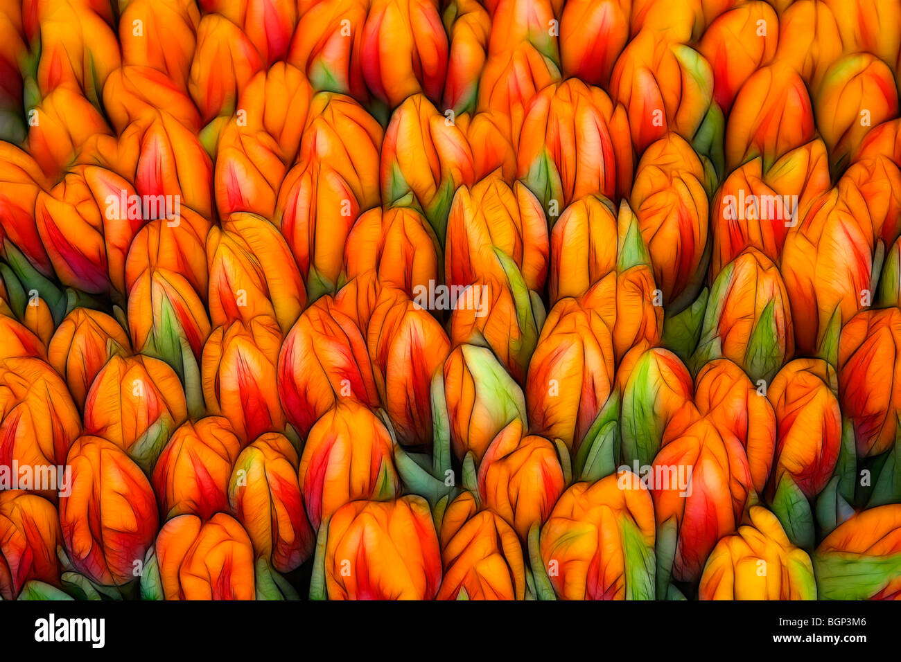 Garden bulbs for mass planting hires stock photography and images Alamy