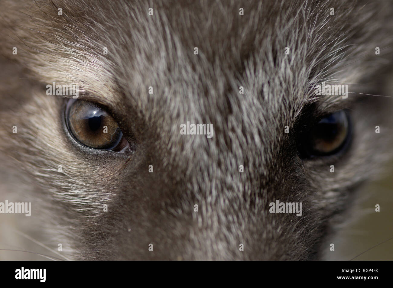 Arctic Fox Close Up Stock Photo 27531372 Alamy