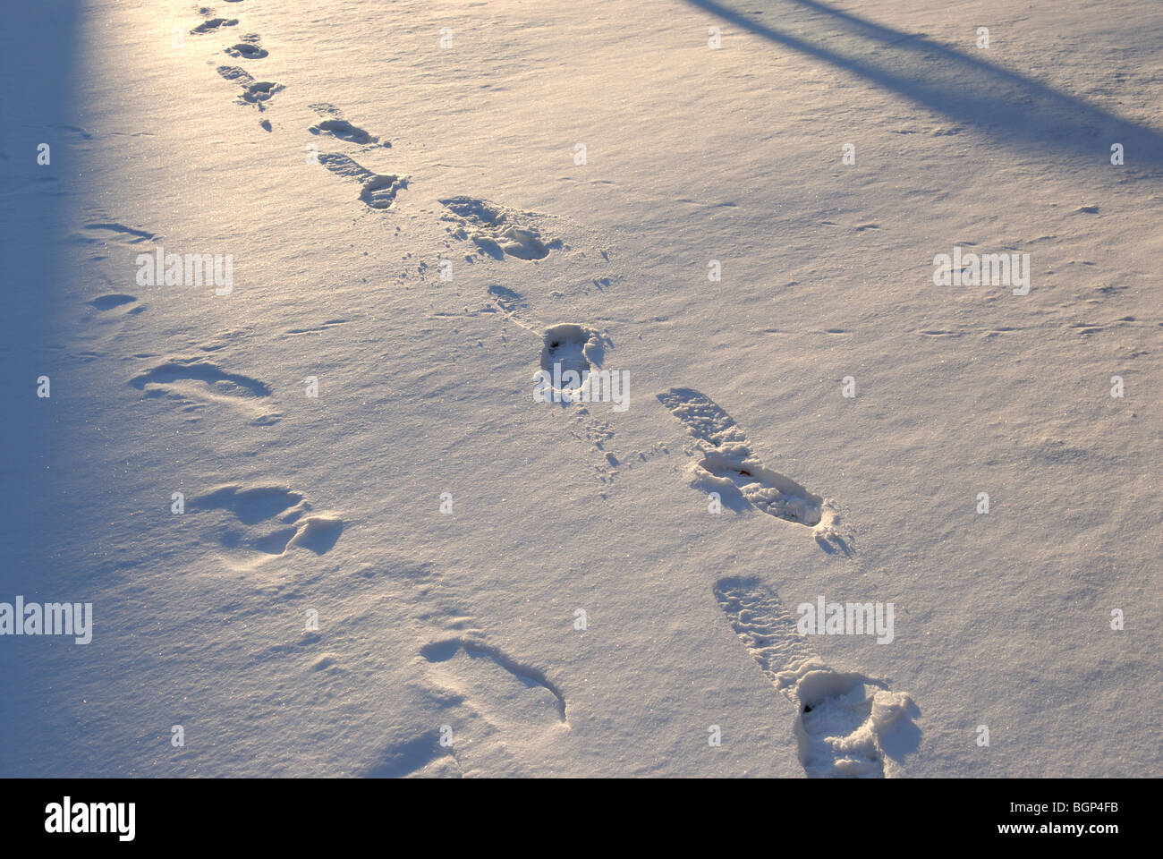 FOOTPRINTS IN THE SNOW Stock Photo Alamy