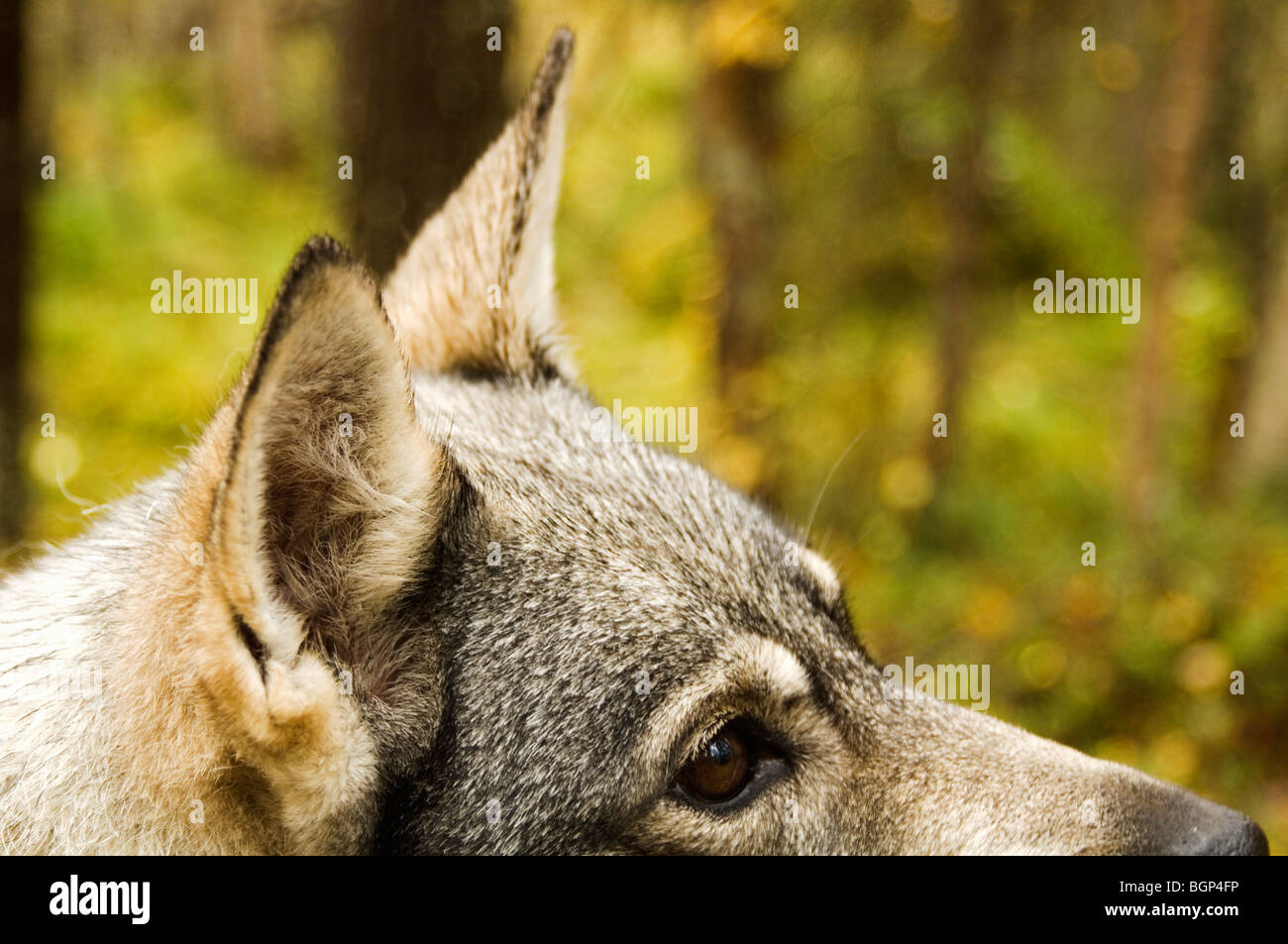 A Swedish Elkhound in the forest, Sweden. Stock Photo