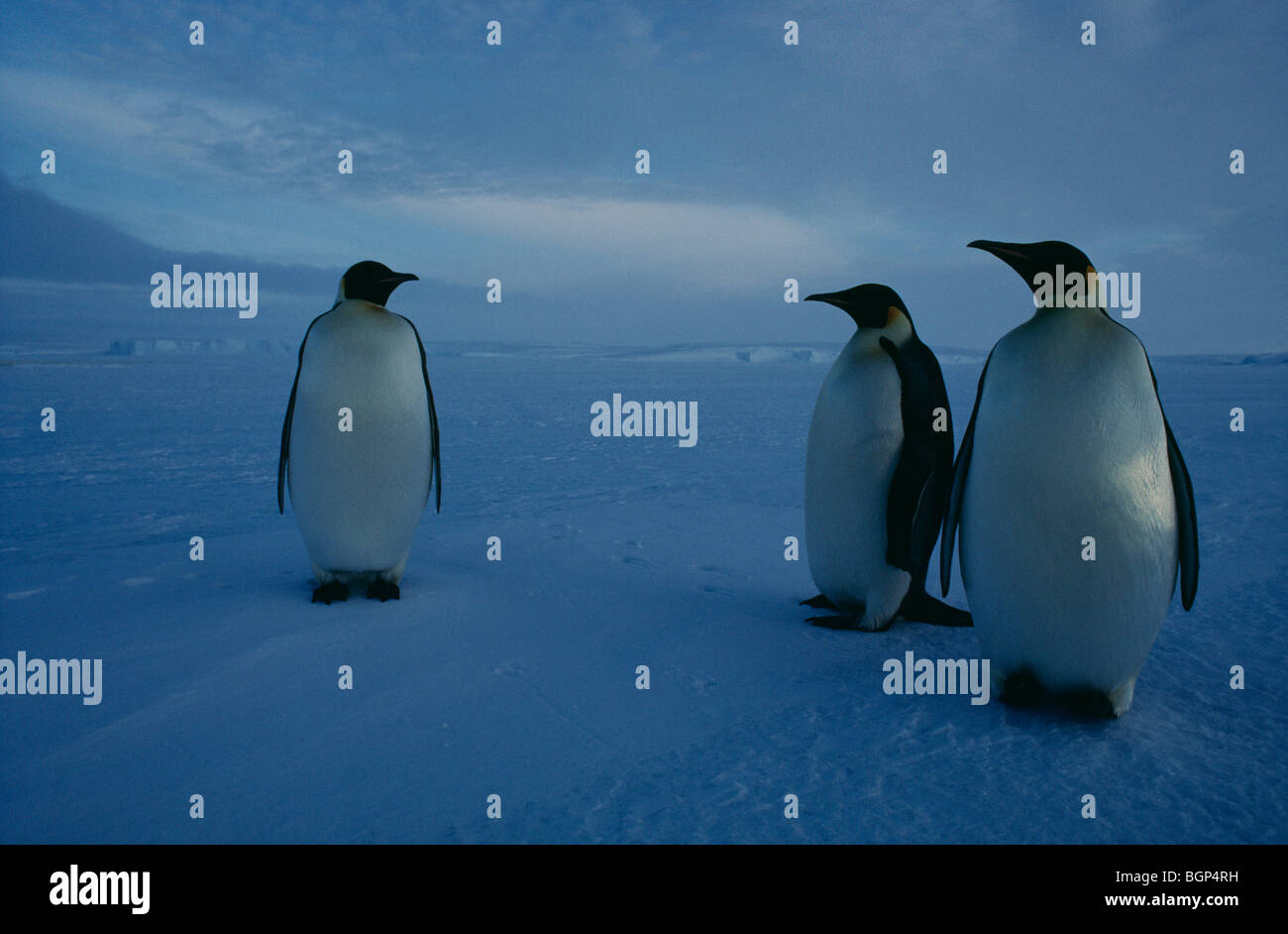 Emperor Penguin Penguin Antarctic Antarctica High Resolution Stock ...