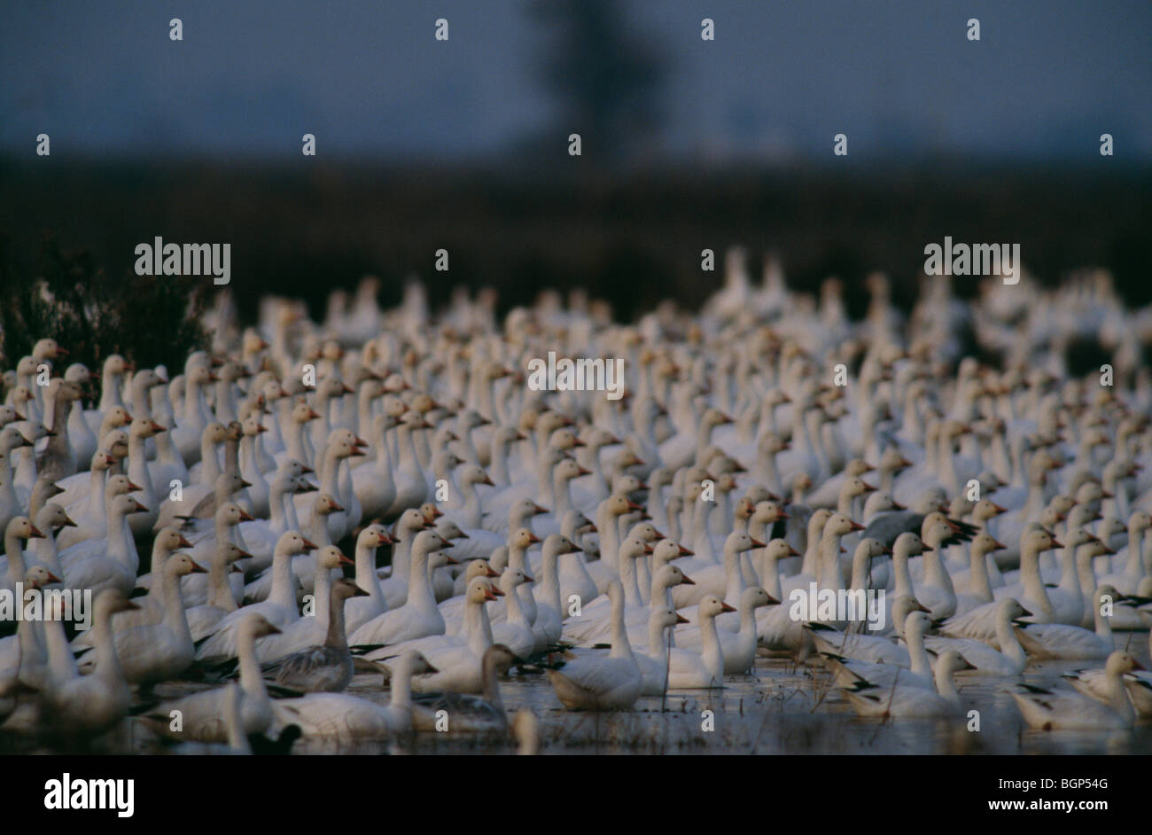 Snow geese, California Stock Photo - Alamy