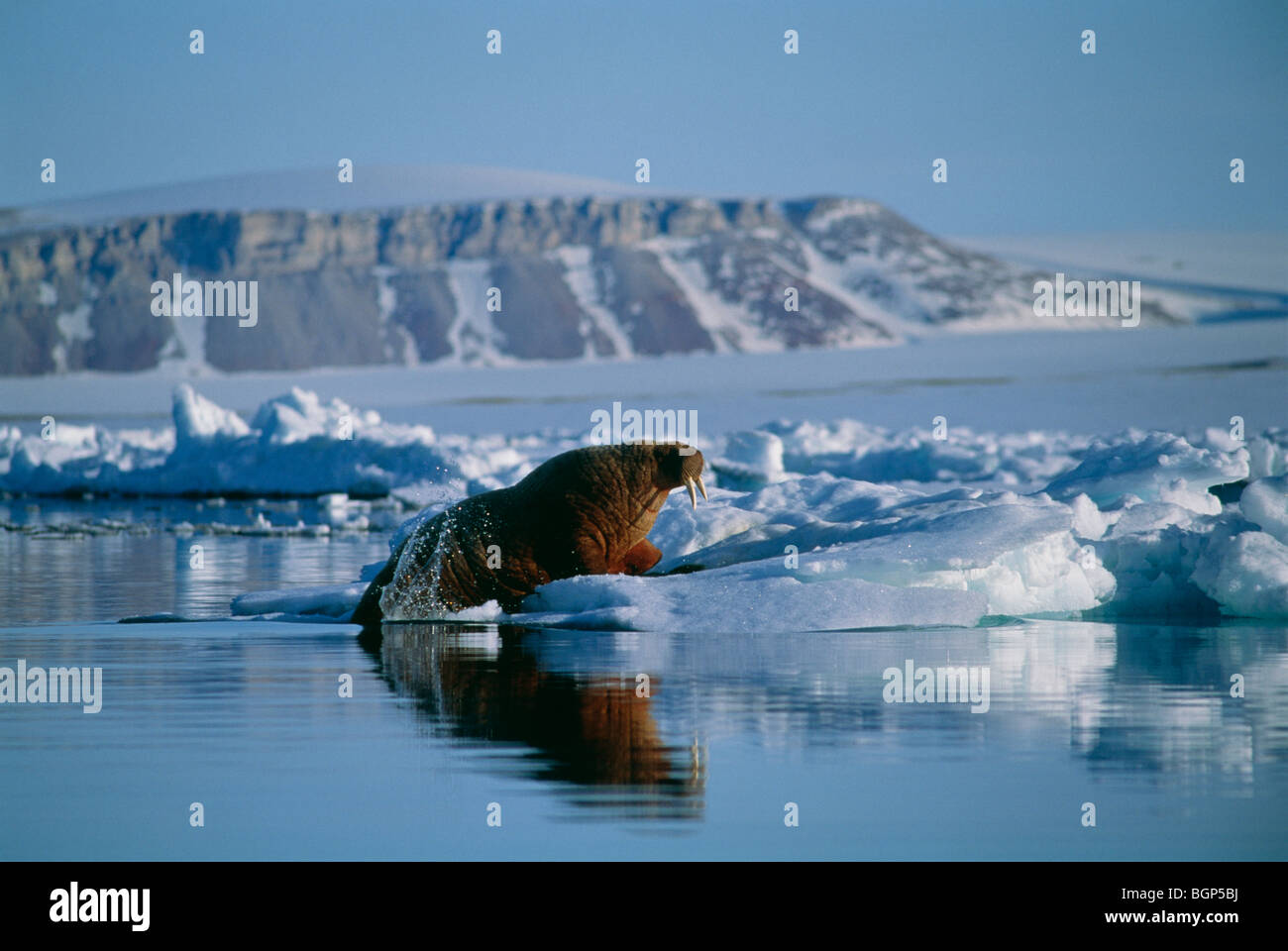 Обитатели северного океана. Северный Ледовитый океан животный мир. Животные Северного Ледовитого океана. Остров Гренландия животные. Severniy ledovitiy Okean zhivotnie.