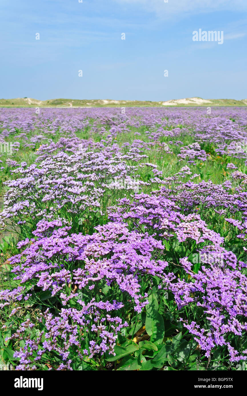 Sea lavender (Limonium vulgare) in flower in salt marsh along the North Sea Stock Photo