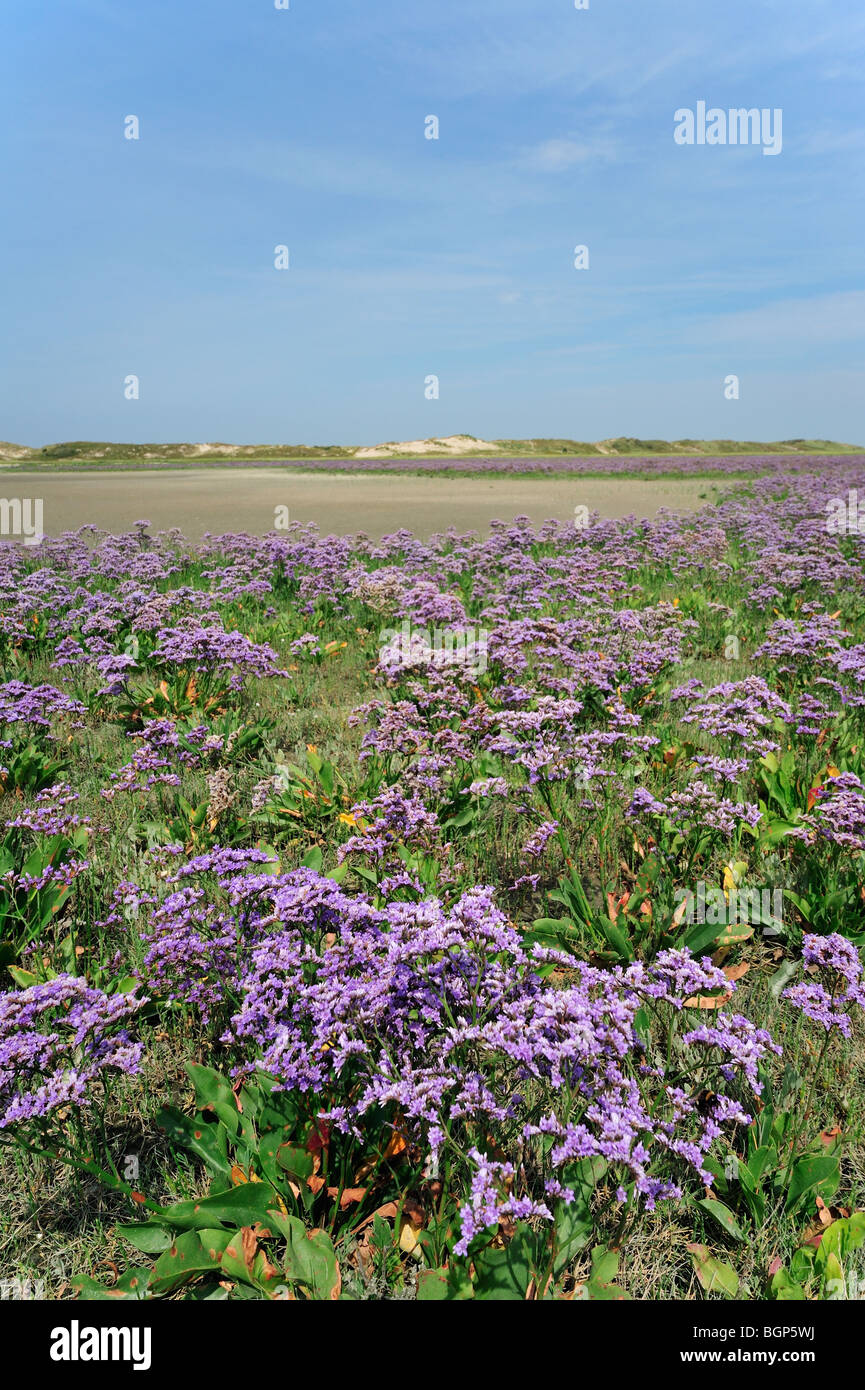 Sea lavender (Limonium vulgare) in flower in salt marsh along the North Sea at the nature reserve Het Zwin, Knokke, Belgium Stock Photo