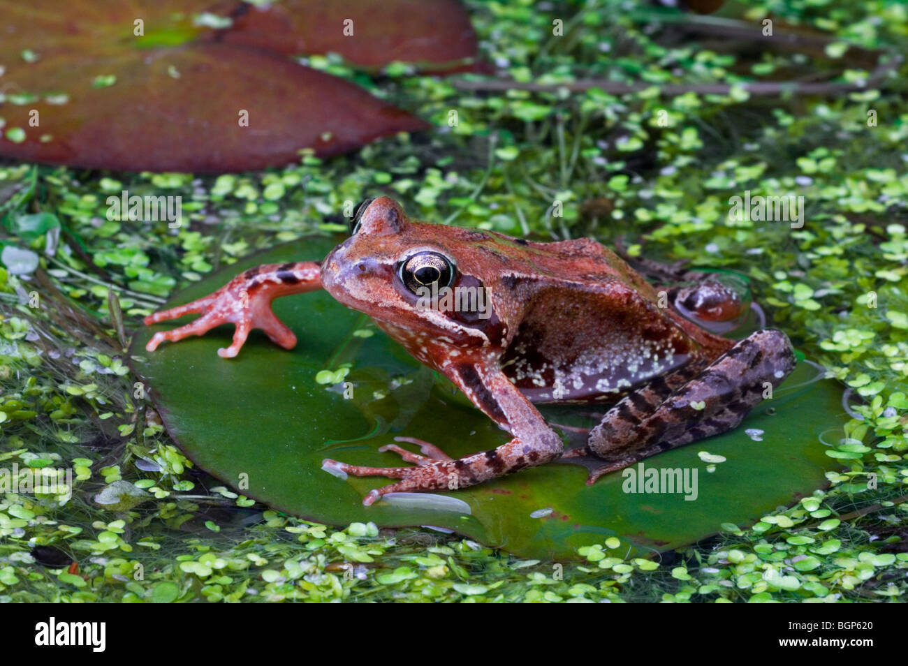 Juvenile common frog hires stock photography and images Alamy