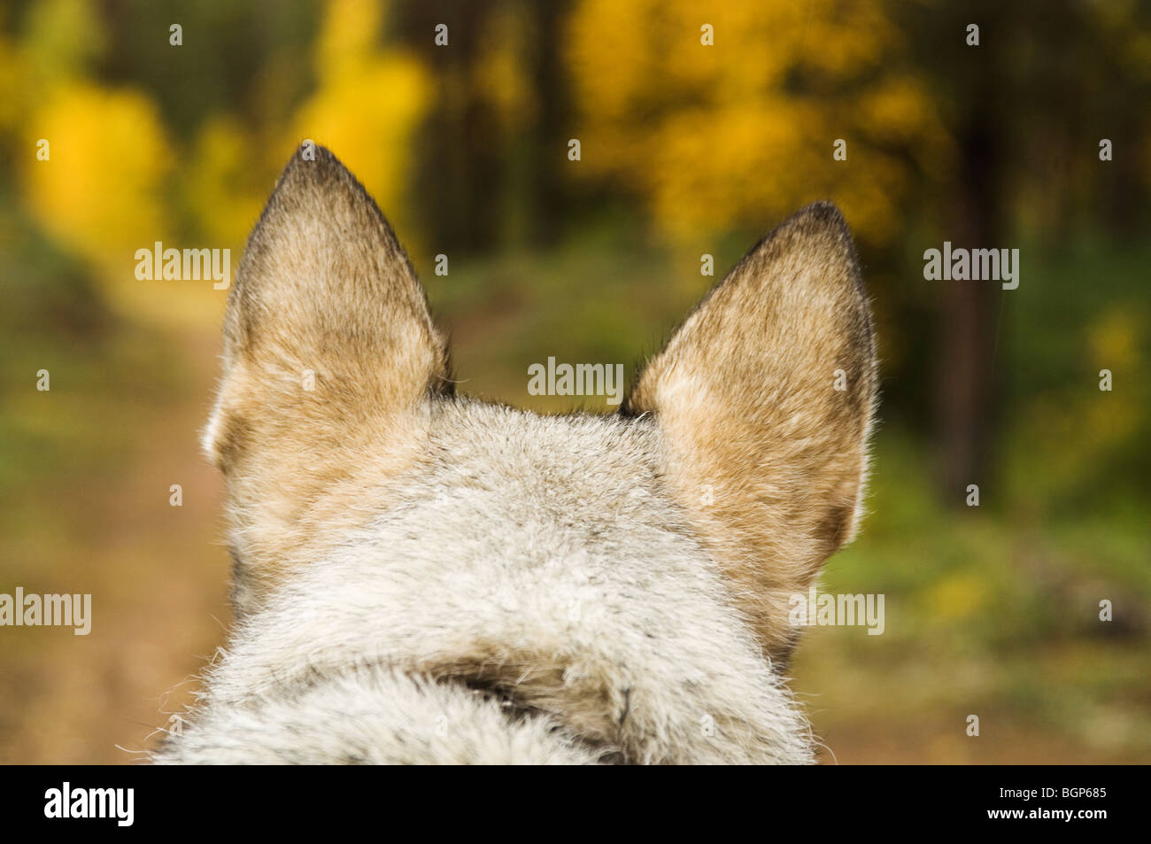 A Swedish Elkhound in the forest, Sweden. Stock Photo