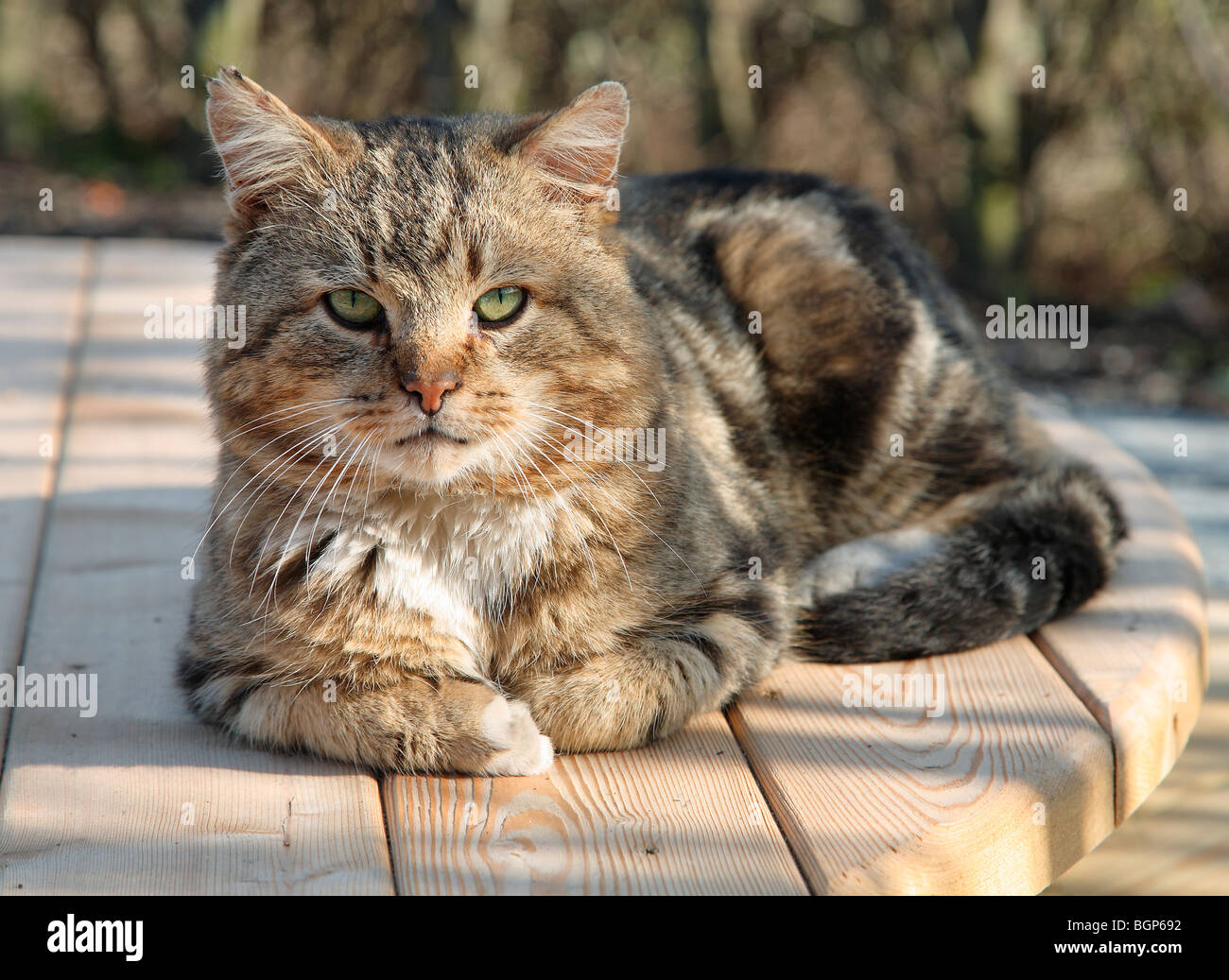 A cat, Sweden Stock Photo Alamy