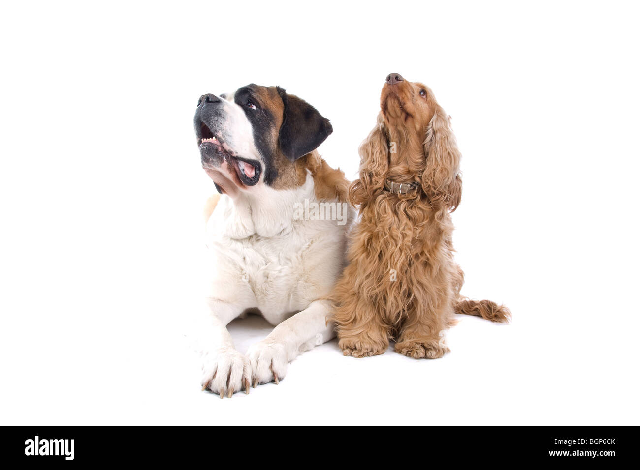 St. Bernard and Cocker Spaniel isolated against a white background